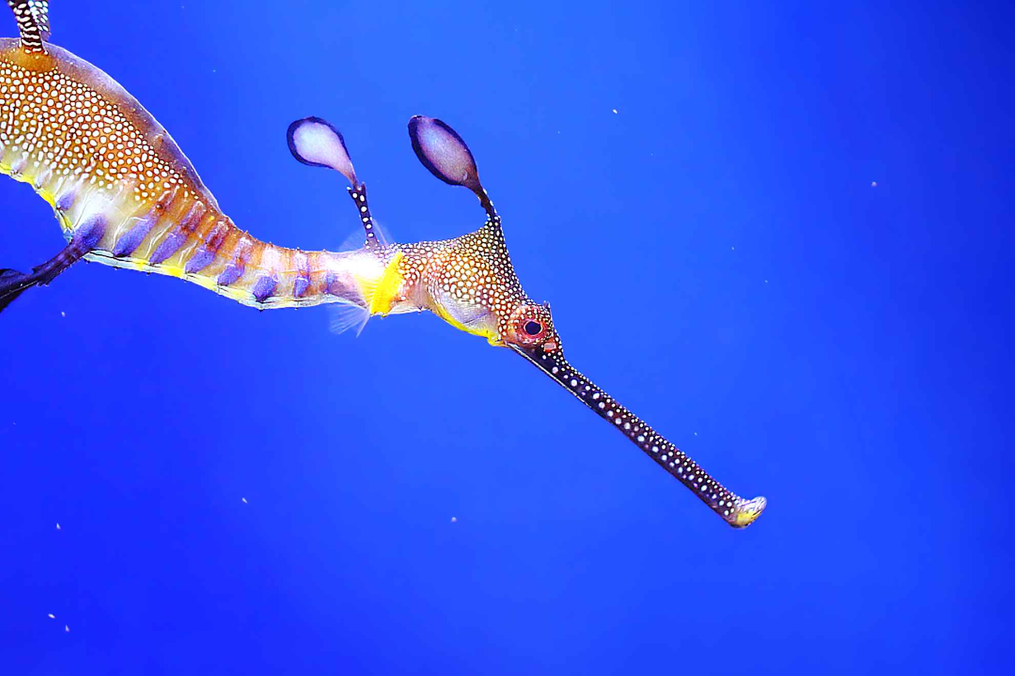 Sea Dragon