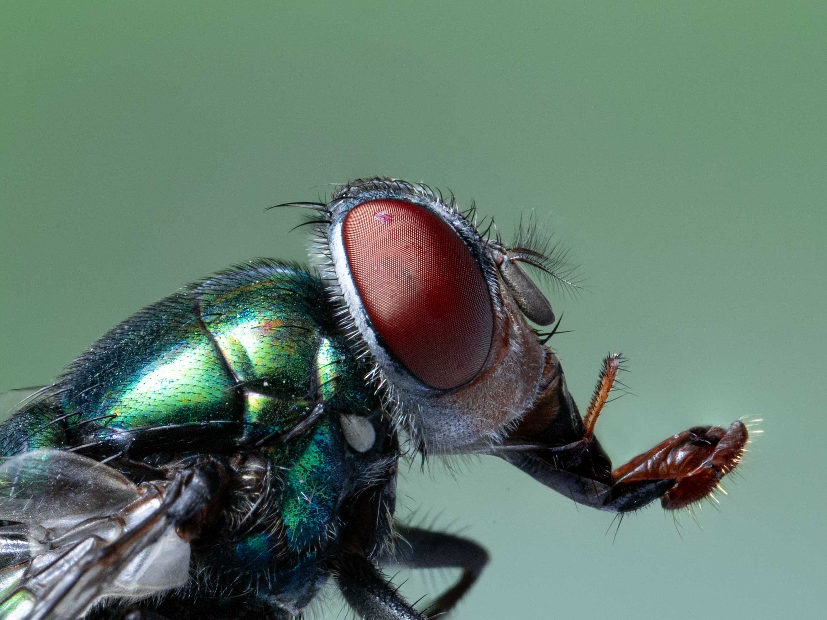 Fly super macrography 