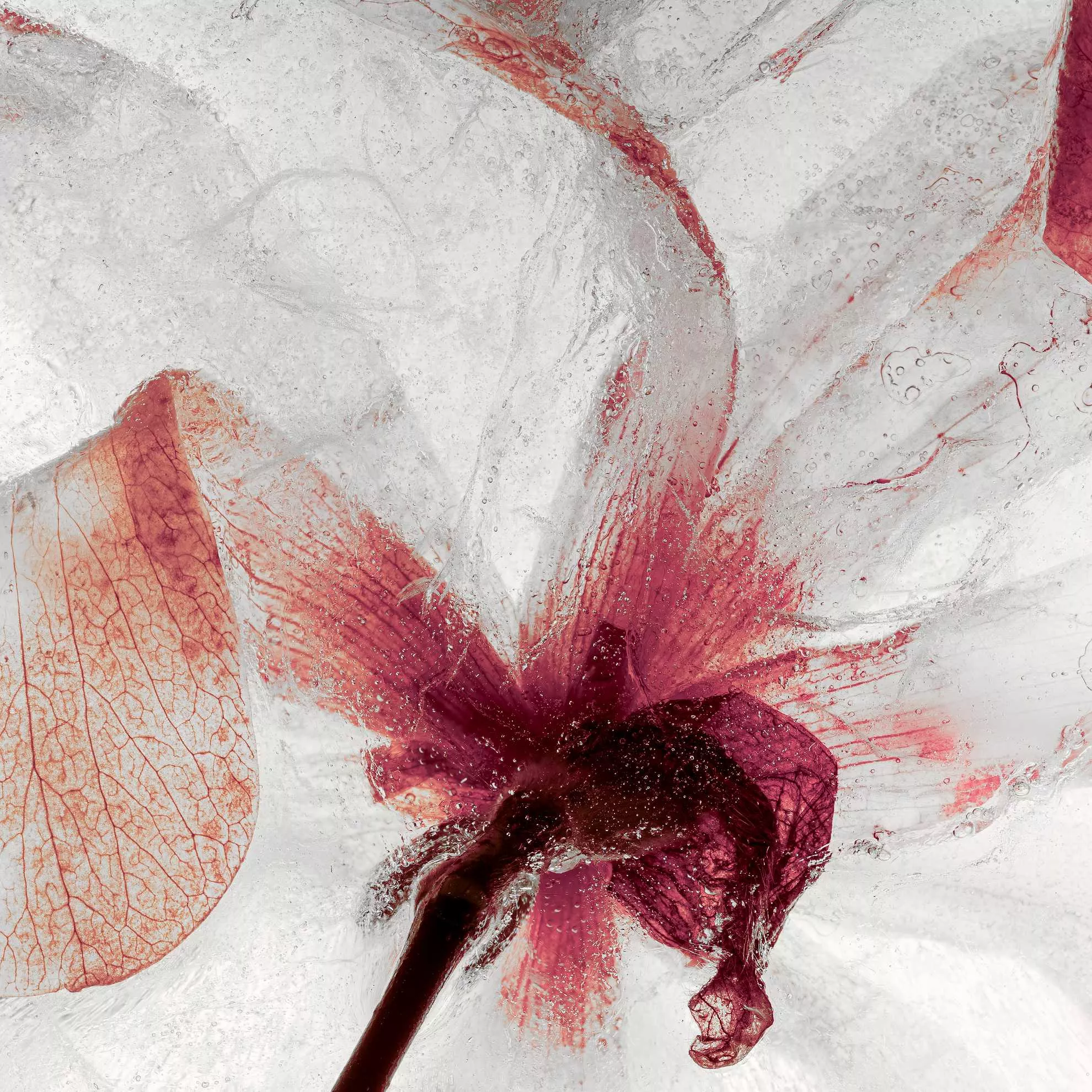 Spring entrapped 2