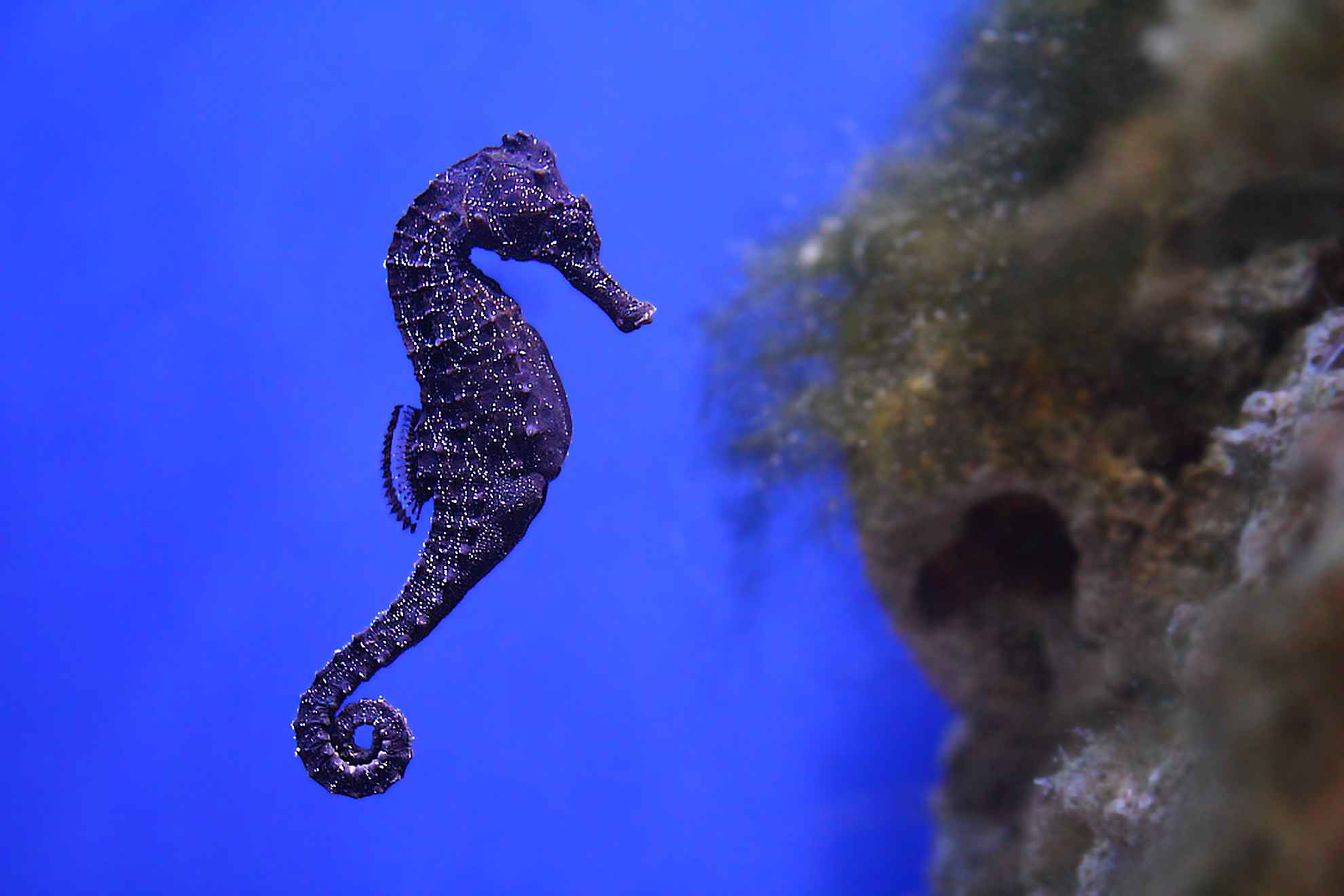 Sea Horse