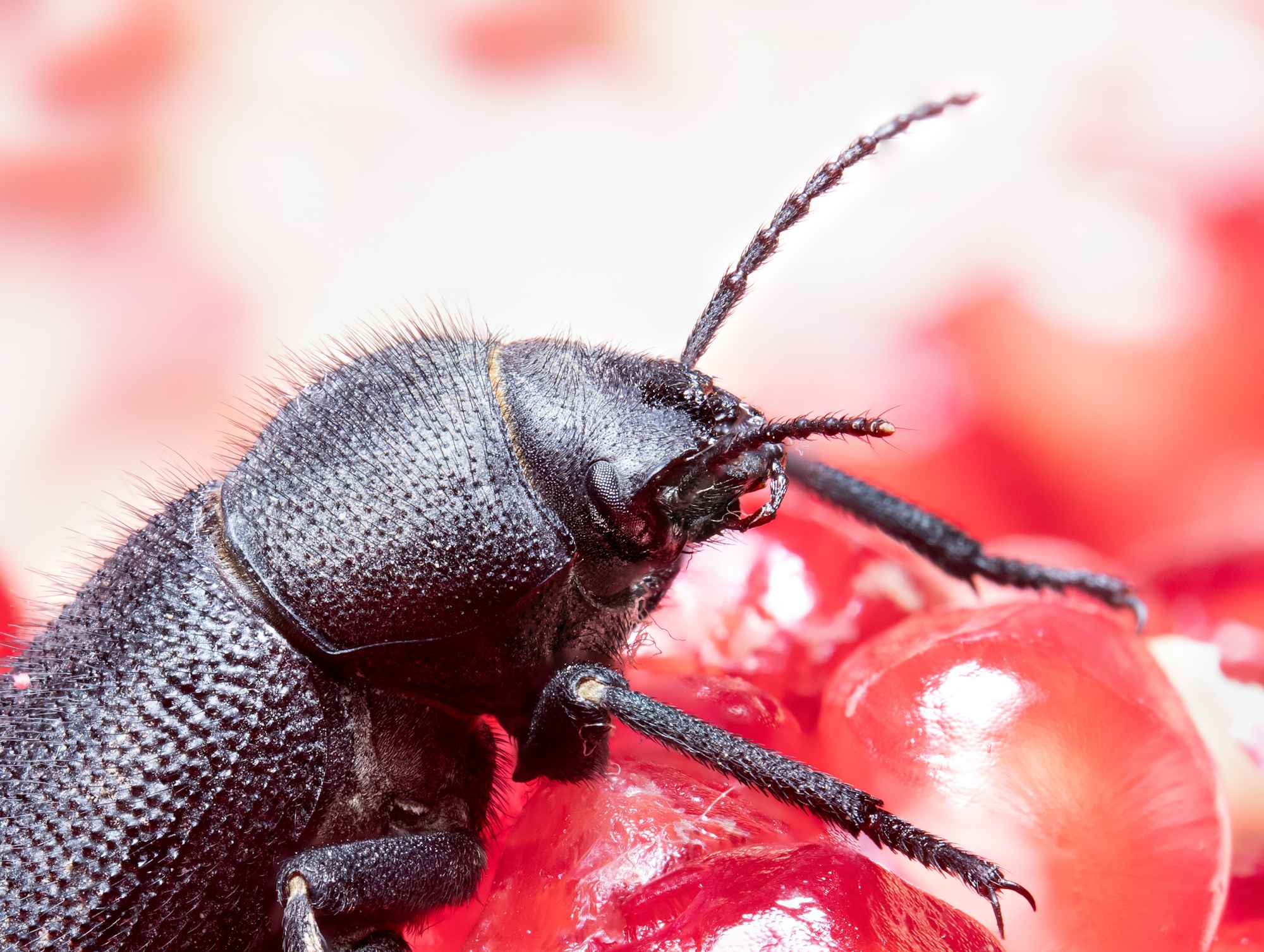 Beetle supermacrography