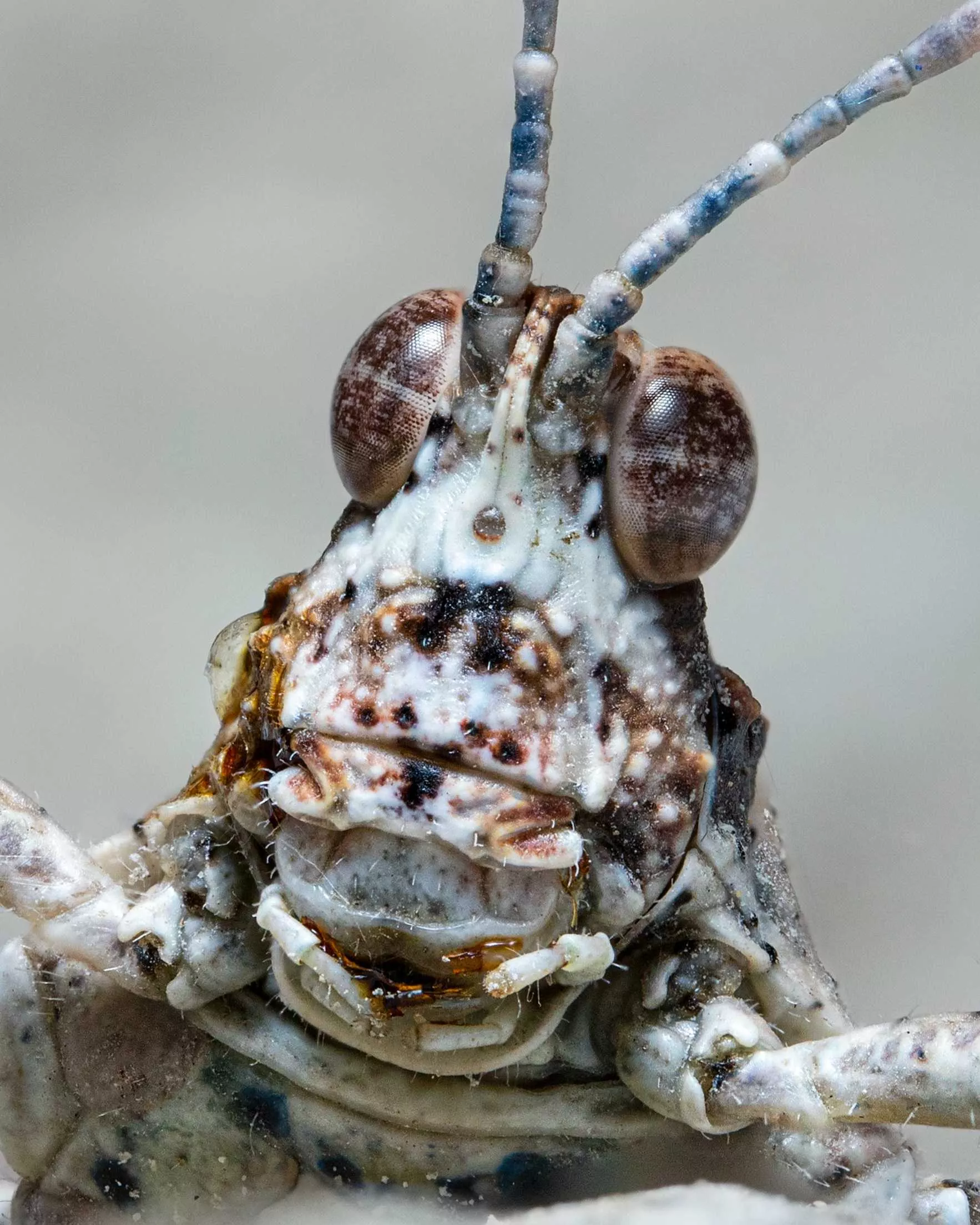 Grasshopper macrography 