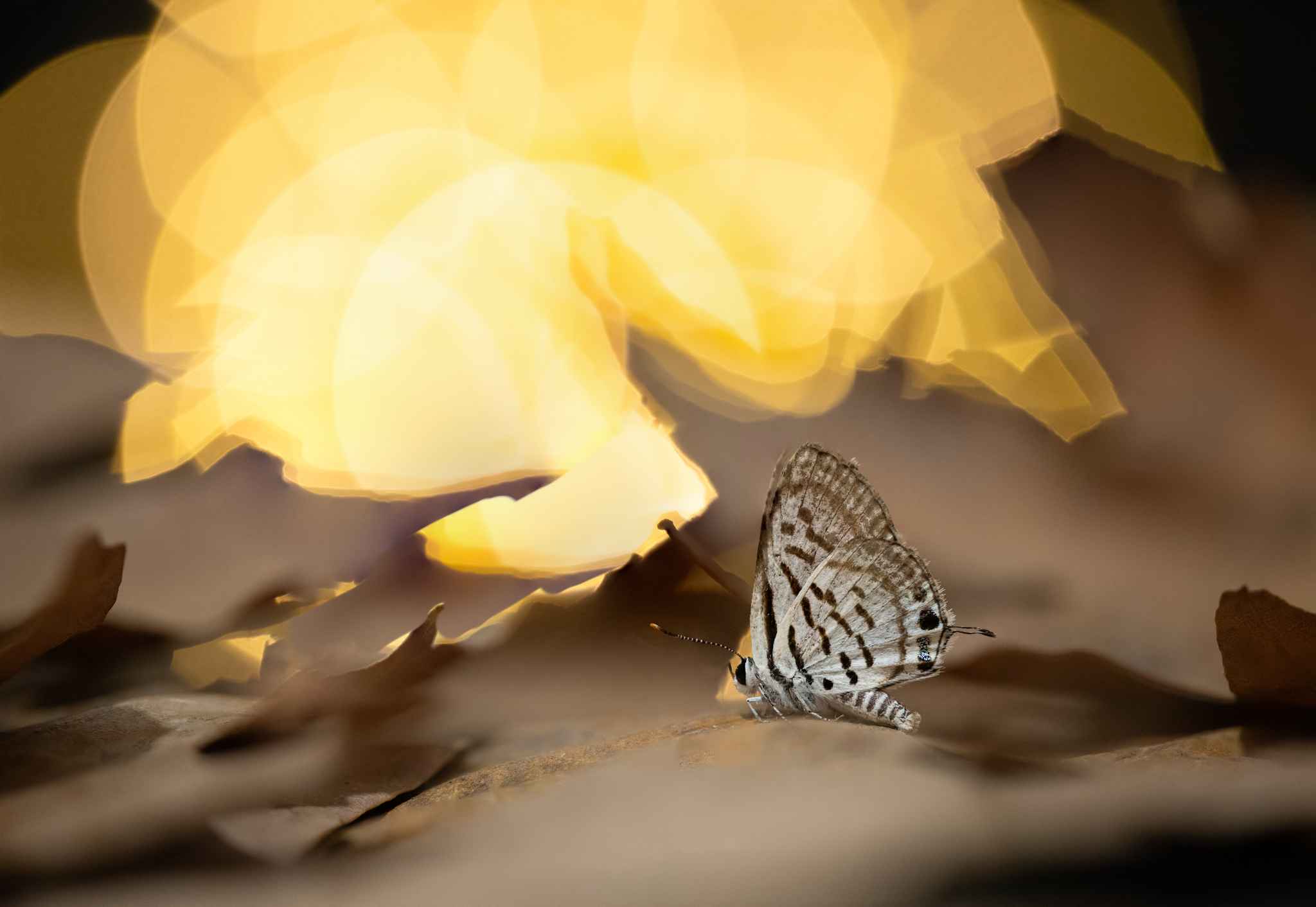 Butterfly macrography 