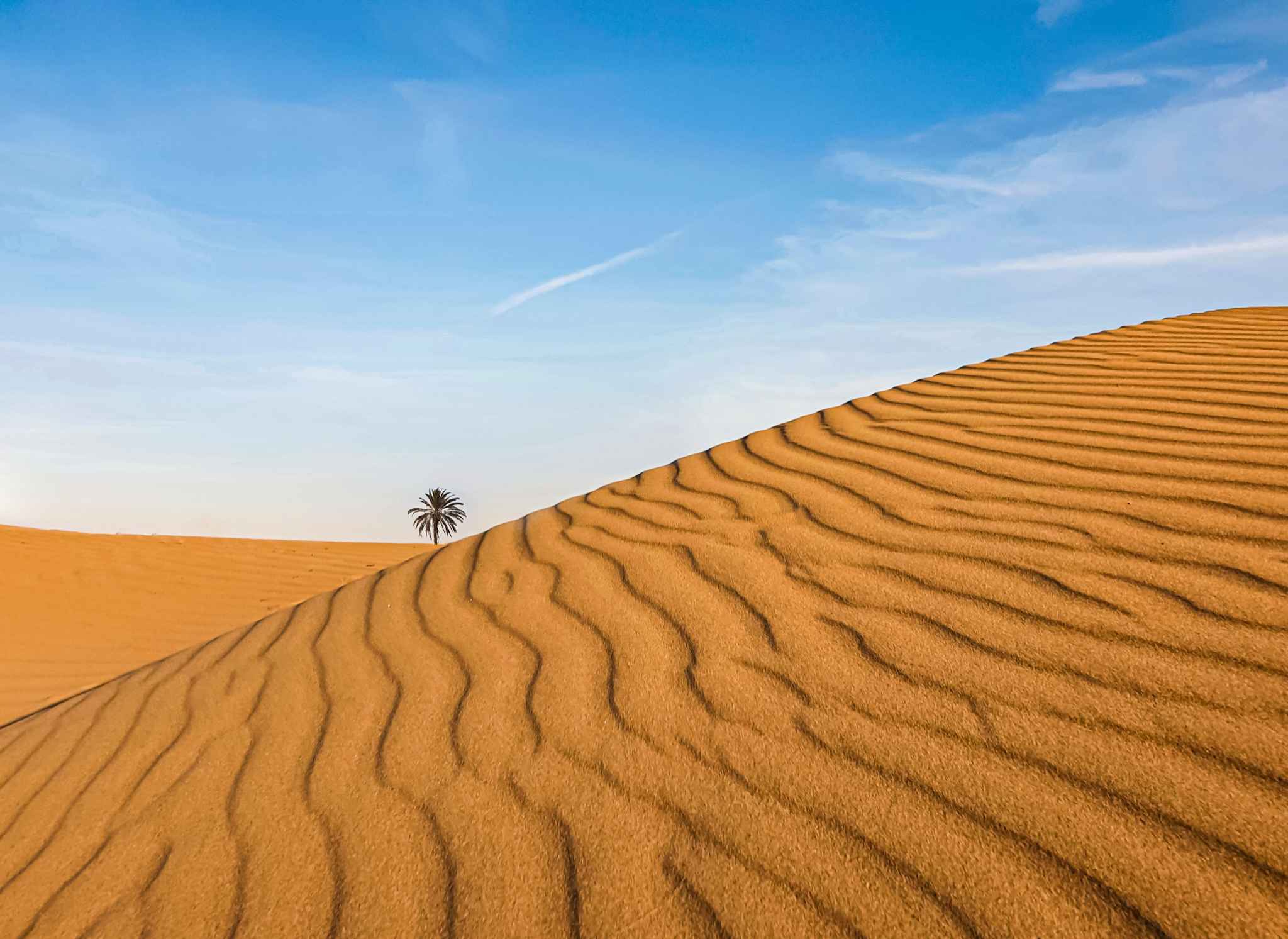 Desert and alone palm tree 