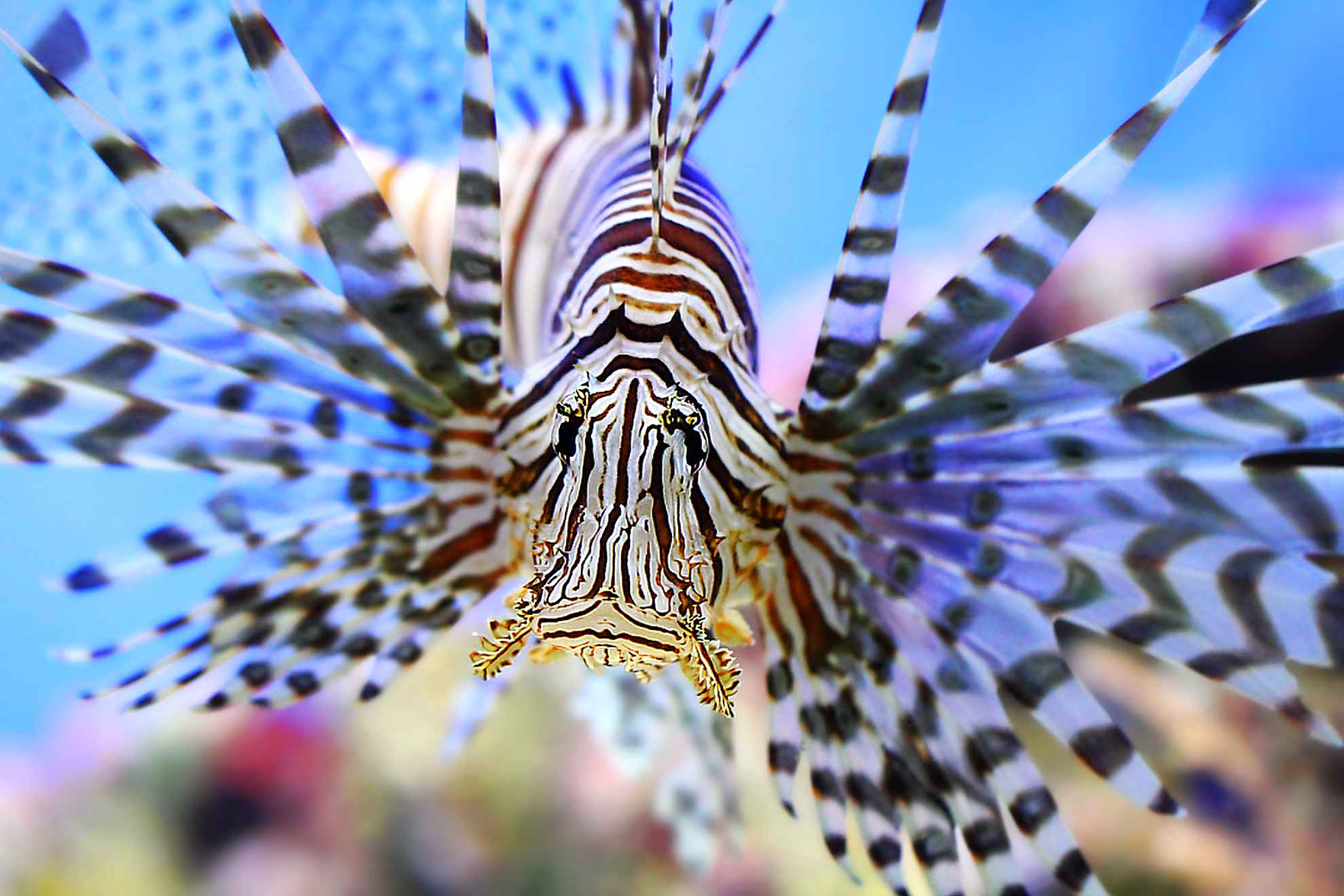 Zebra fish, striped lionfish