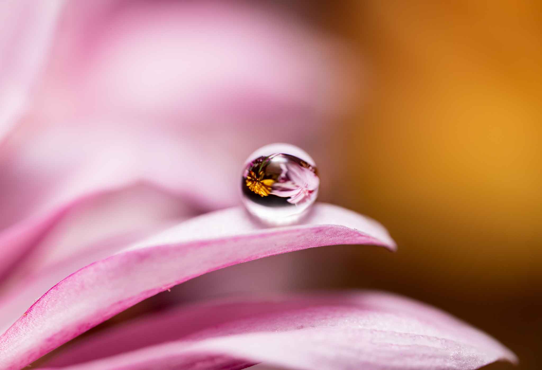 Water drop and pink flower