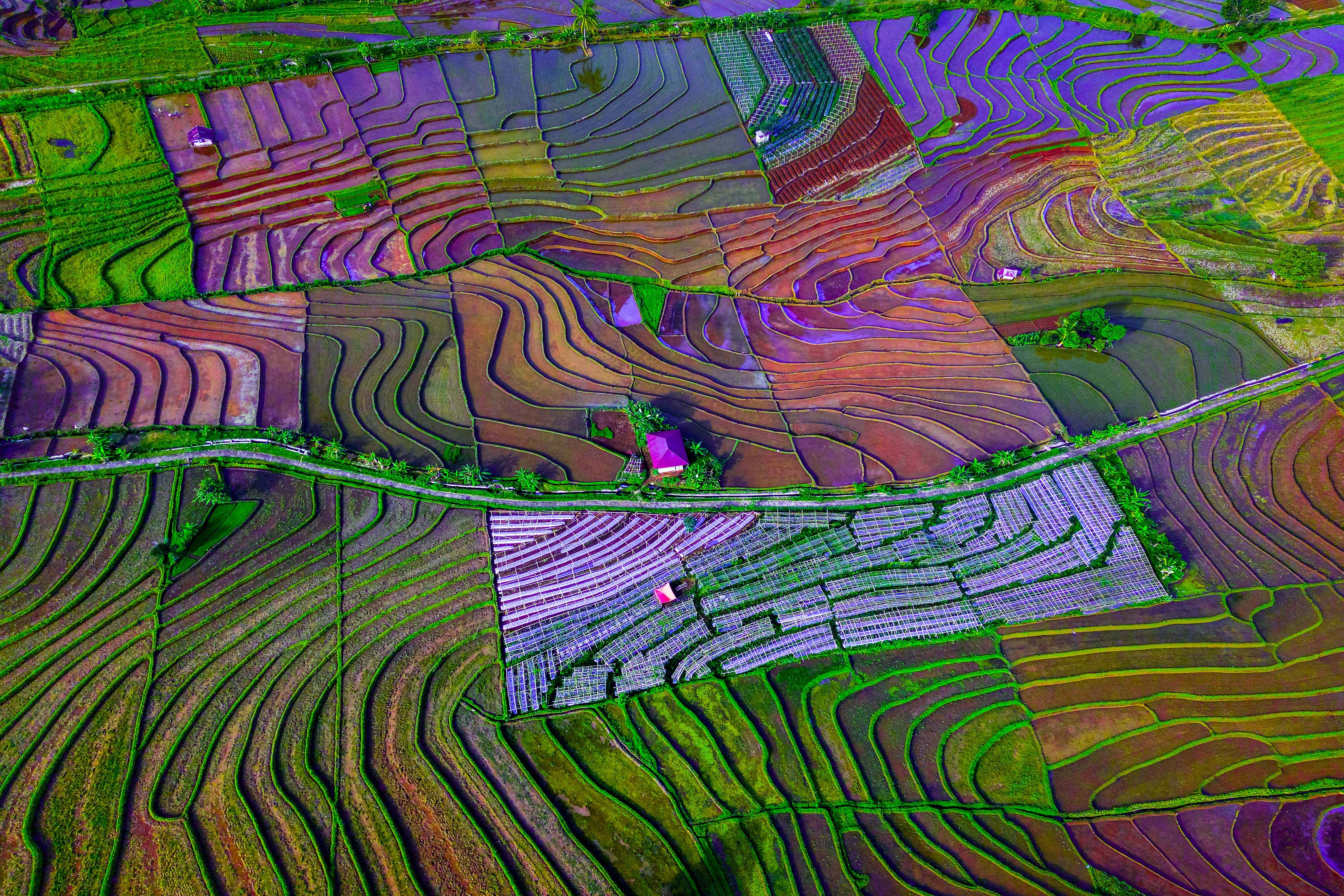 the beauty of the curves of the texture of rice fields on the mountain