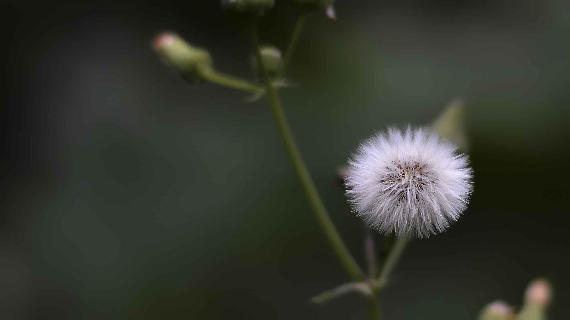 Fluffy
