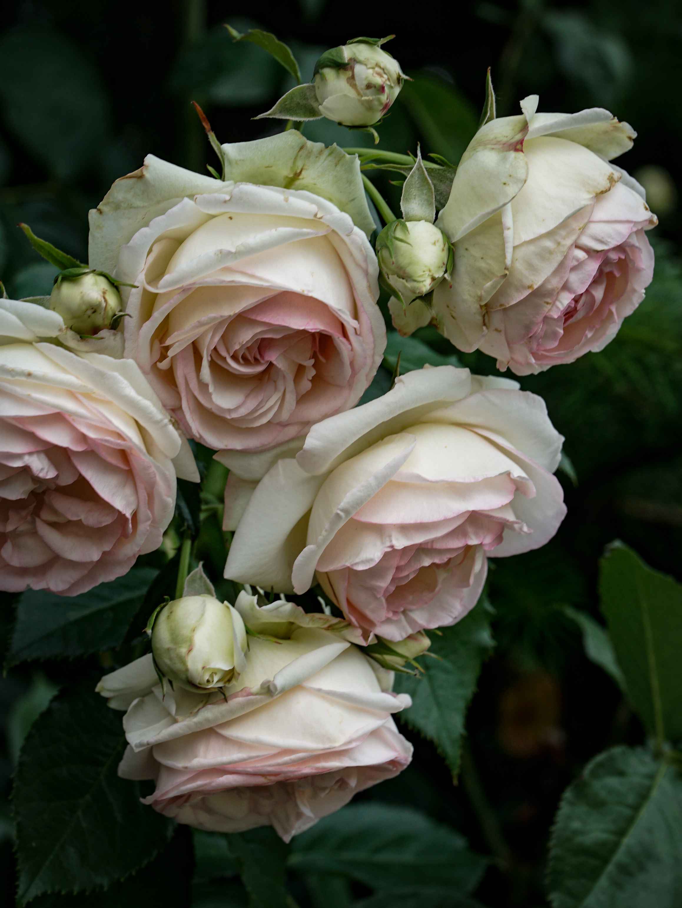 Pink pivon rose