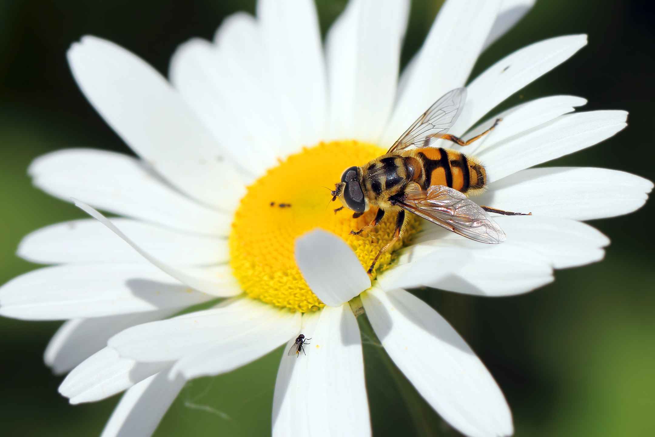 Wild bee and fly