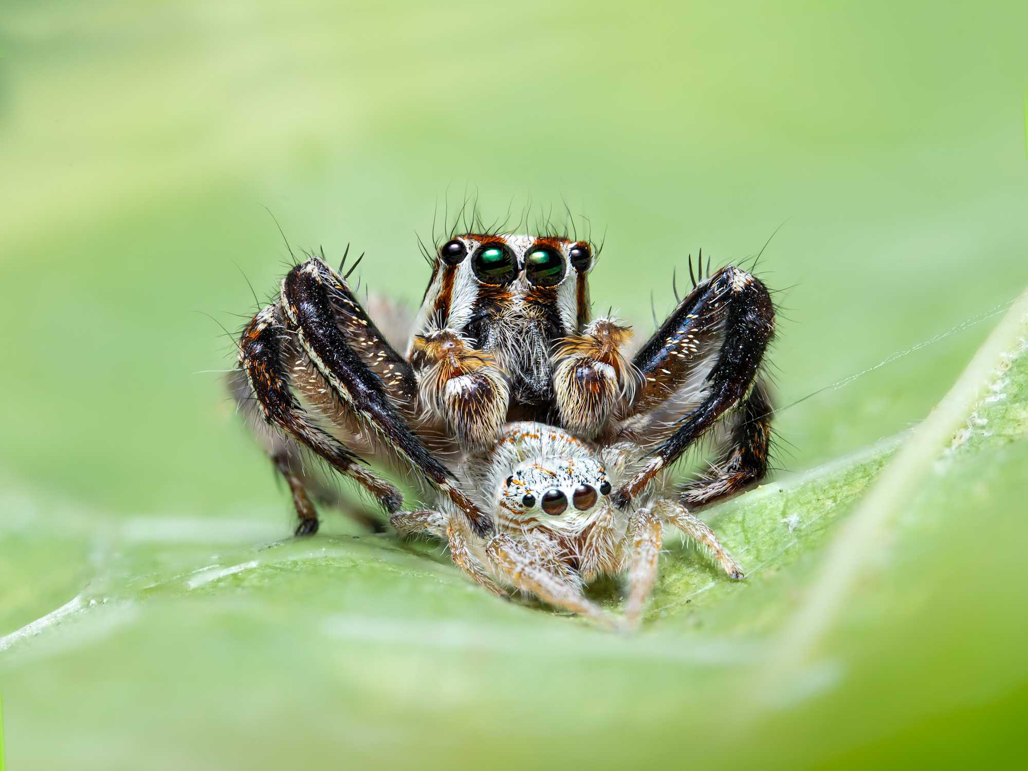 Jumping spider and its hunt 