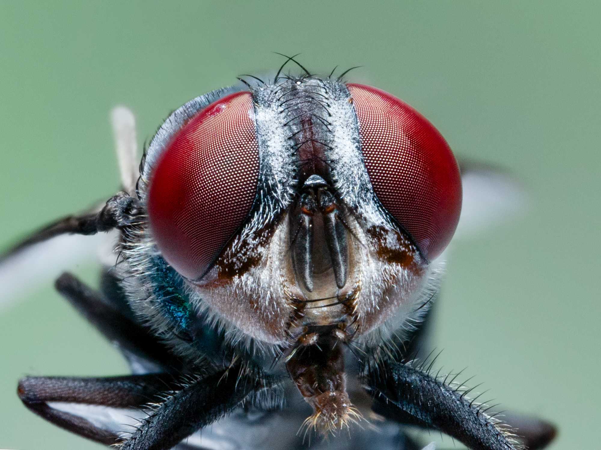 A kind of fly super macrography 