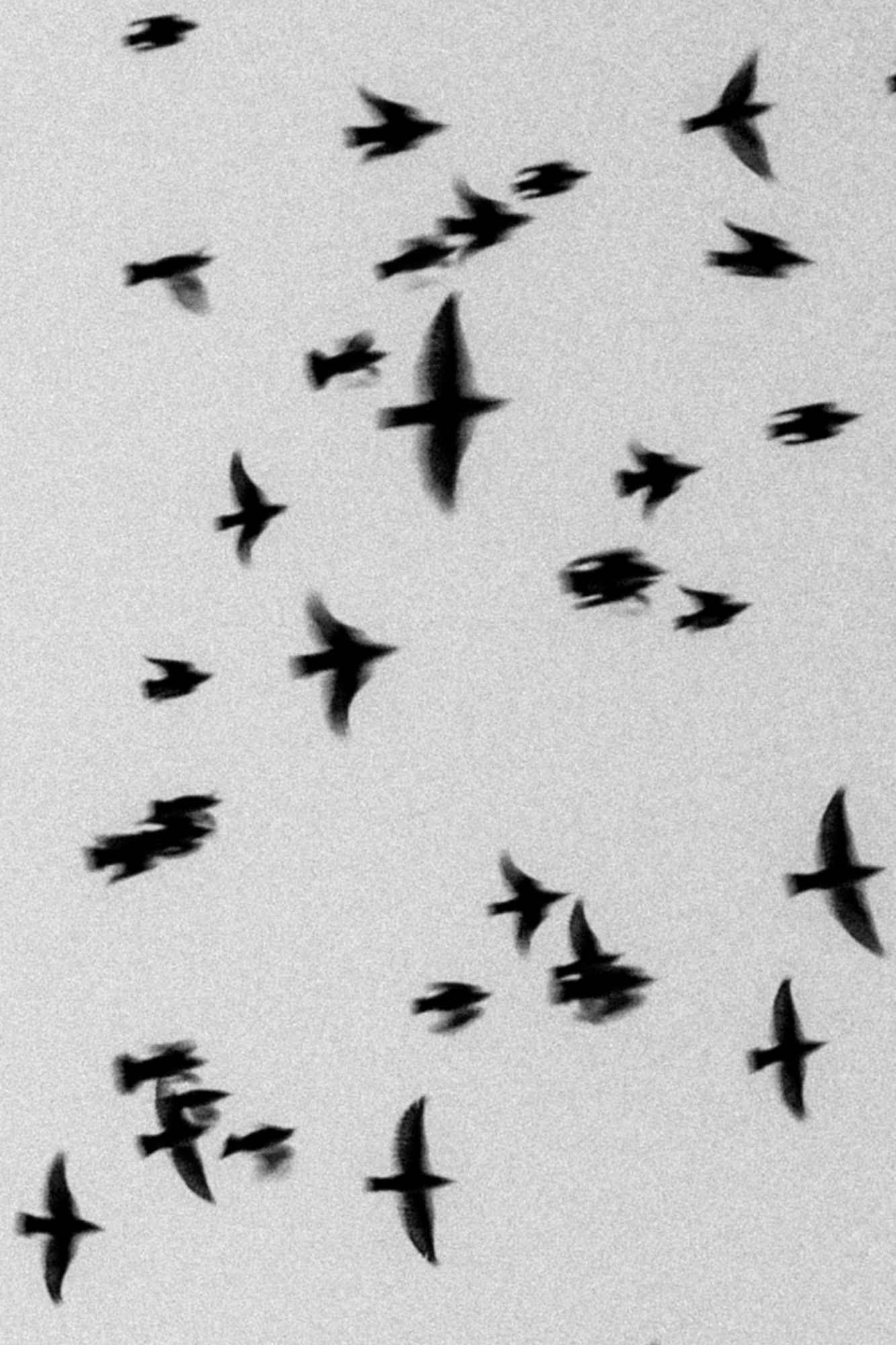 Swallows