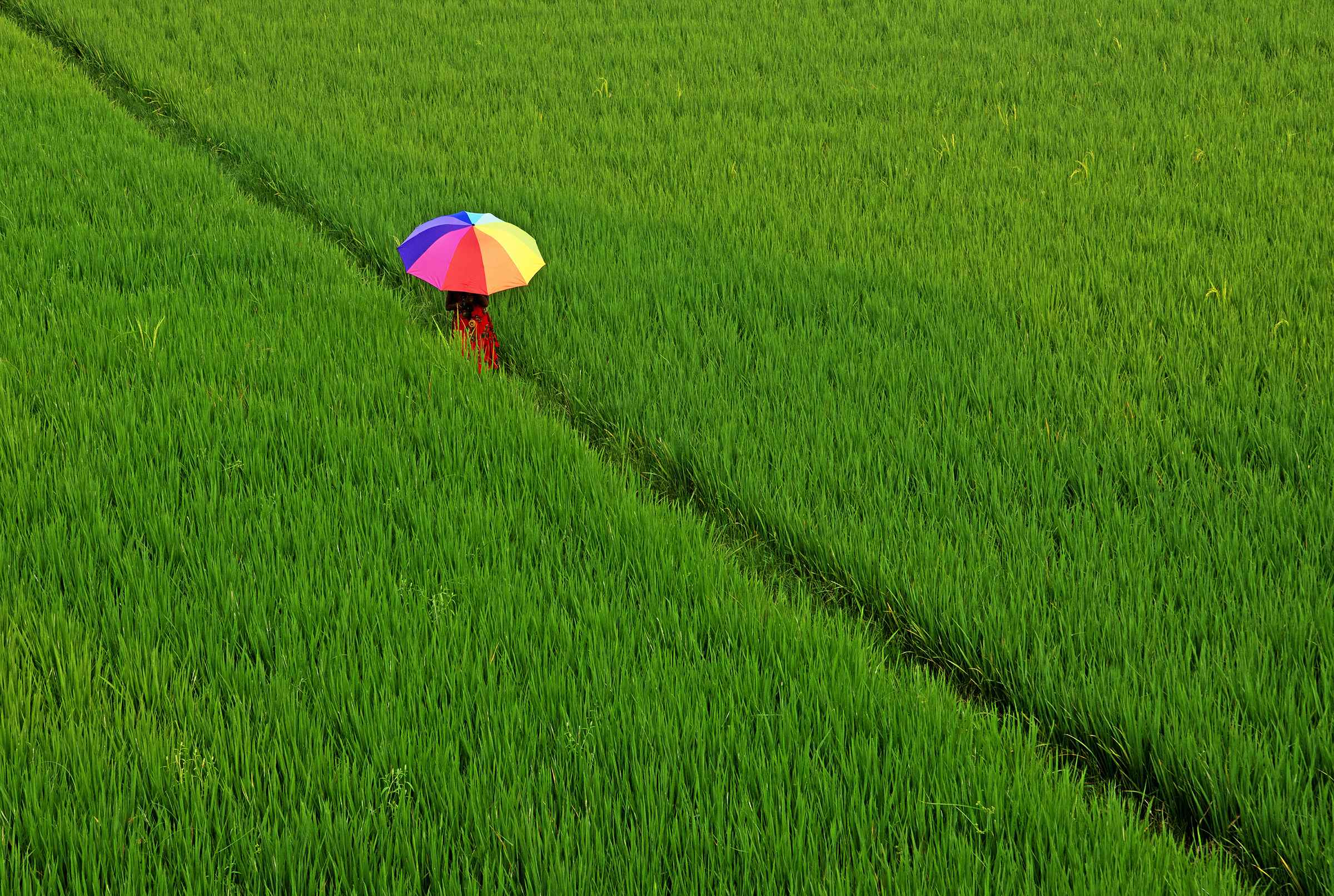 RAINBOW IN THE GREEN FIELD