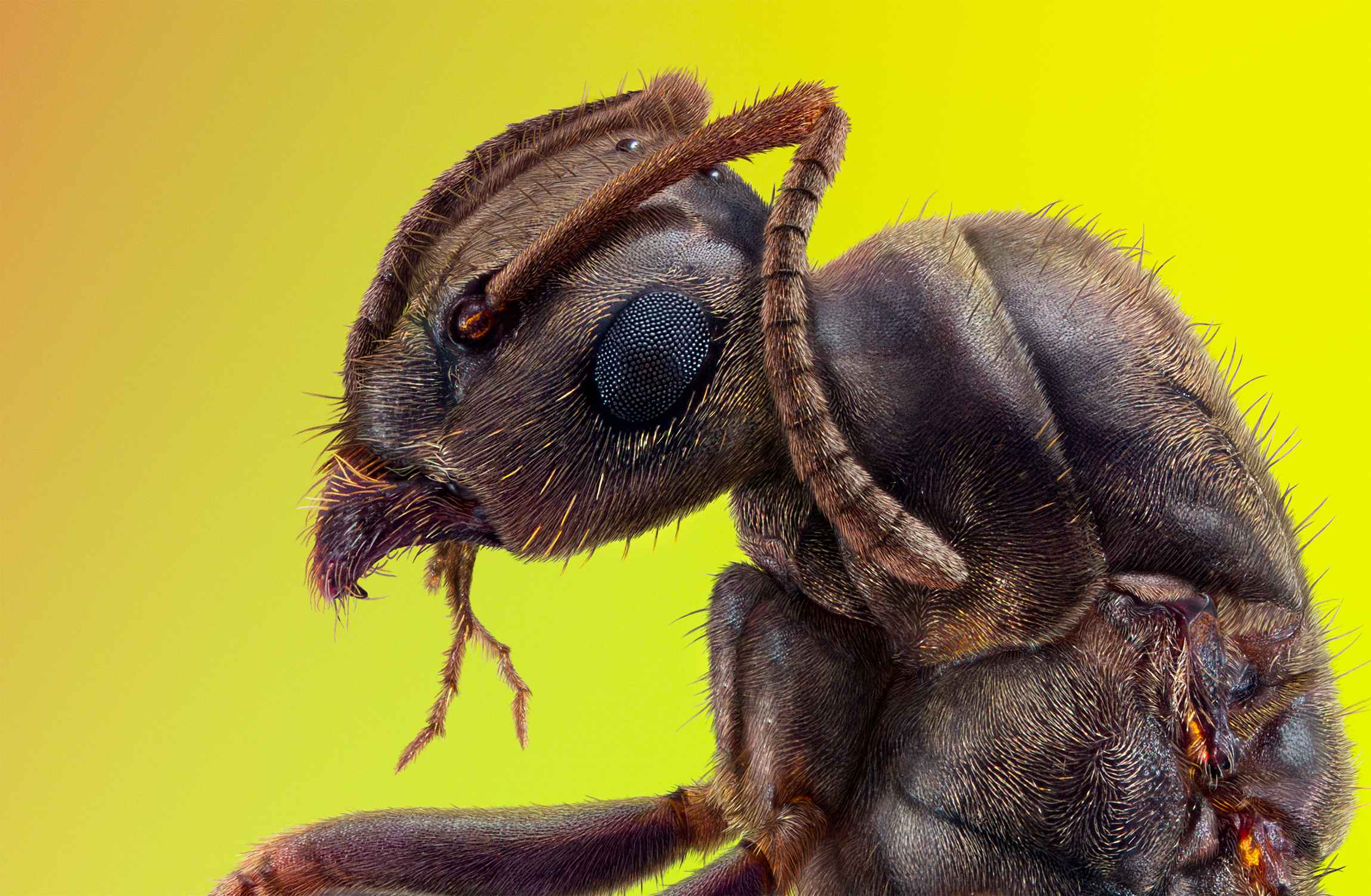 Portrait of an ant