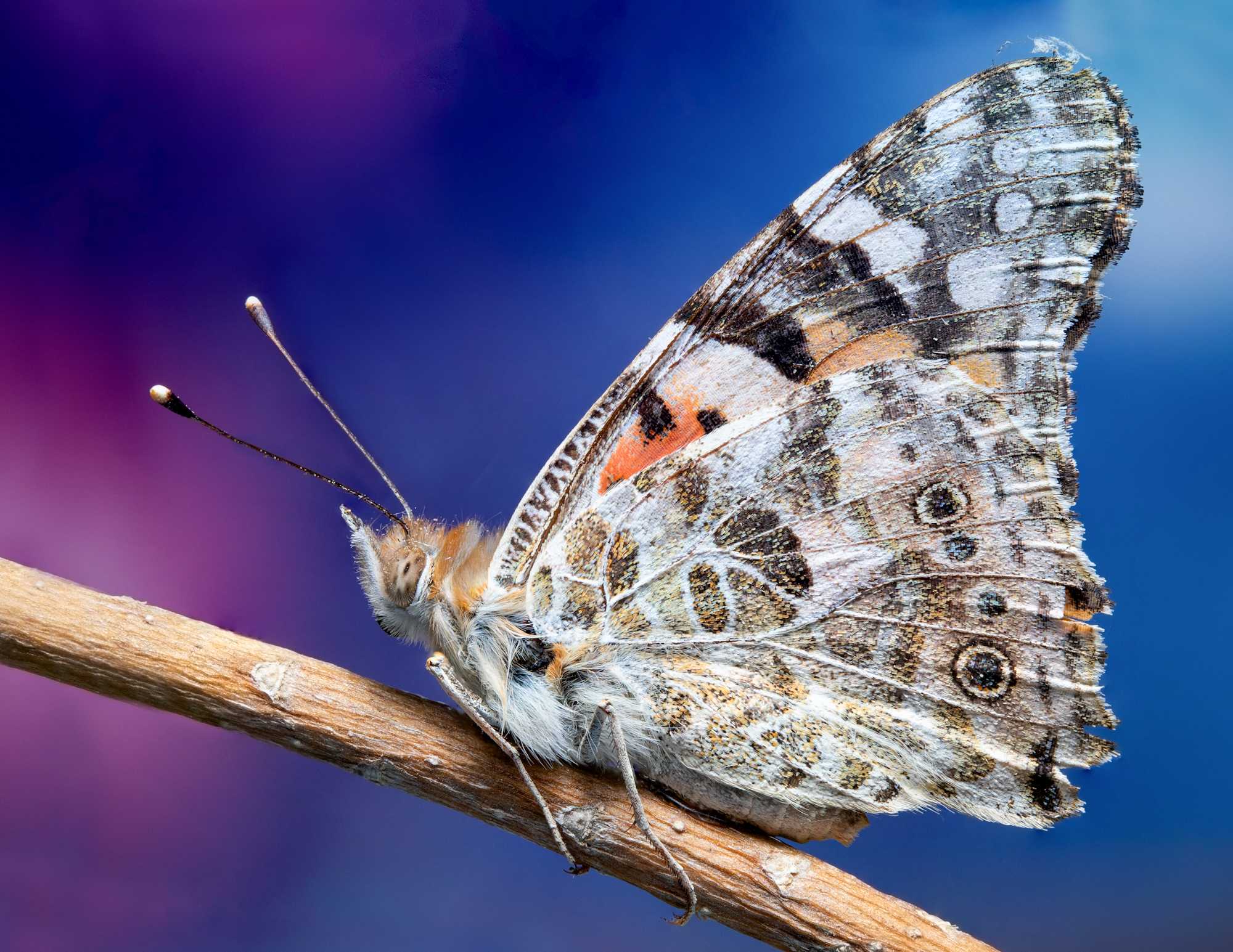 Butterfly supermacrography 