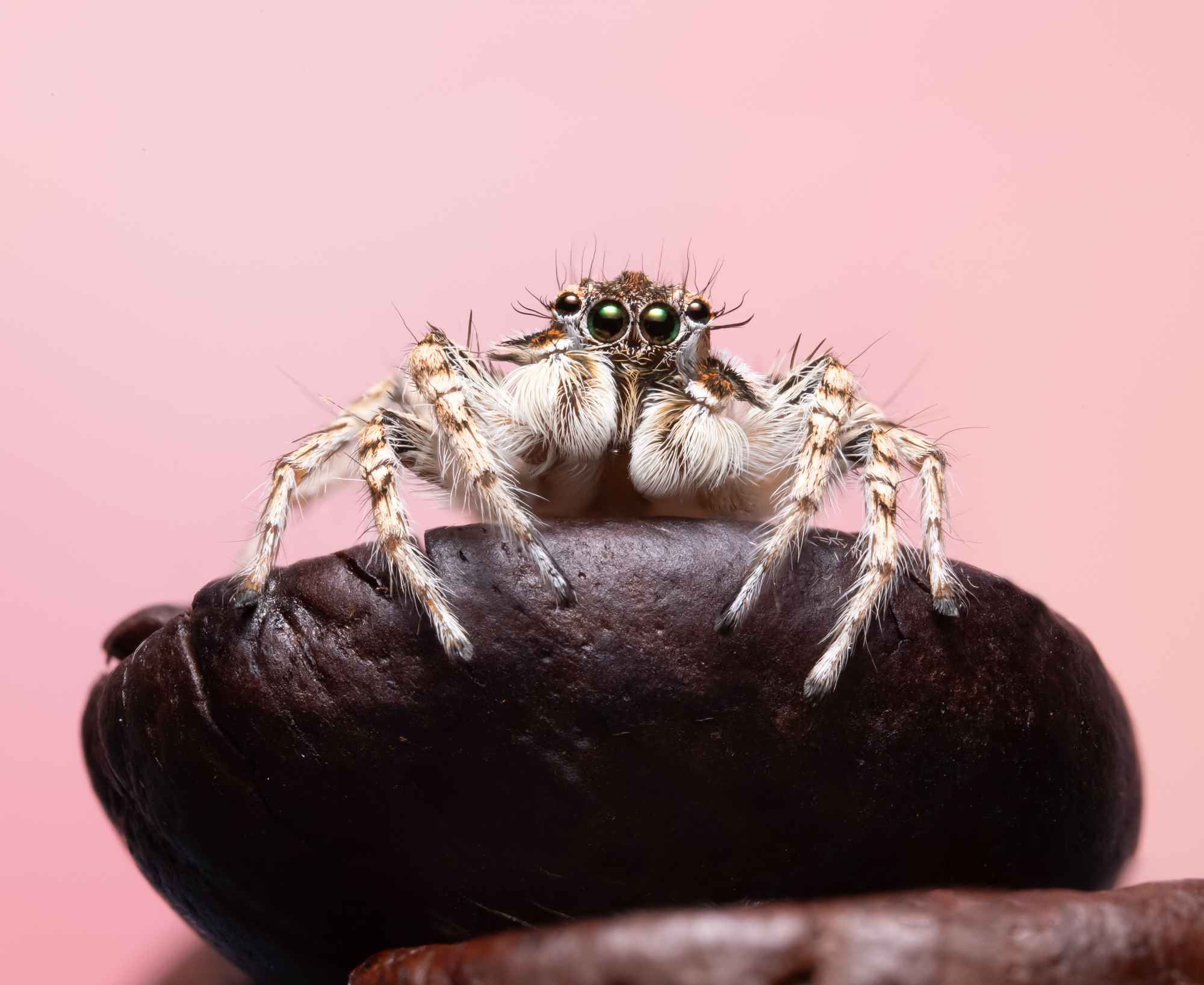 Jumping spider macrography 