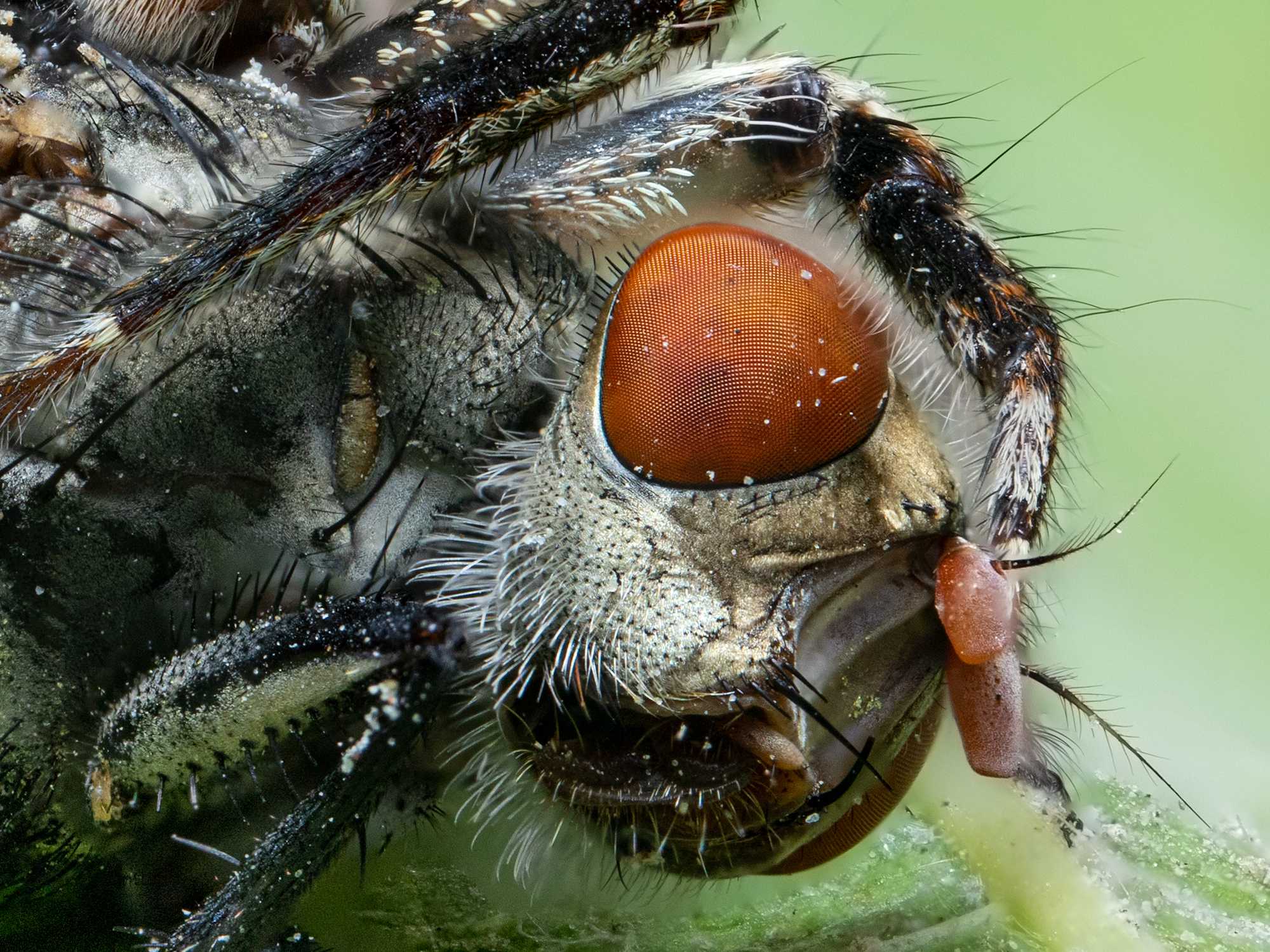 fly in a spider's claw