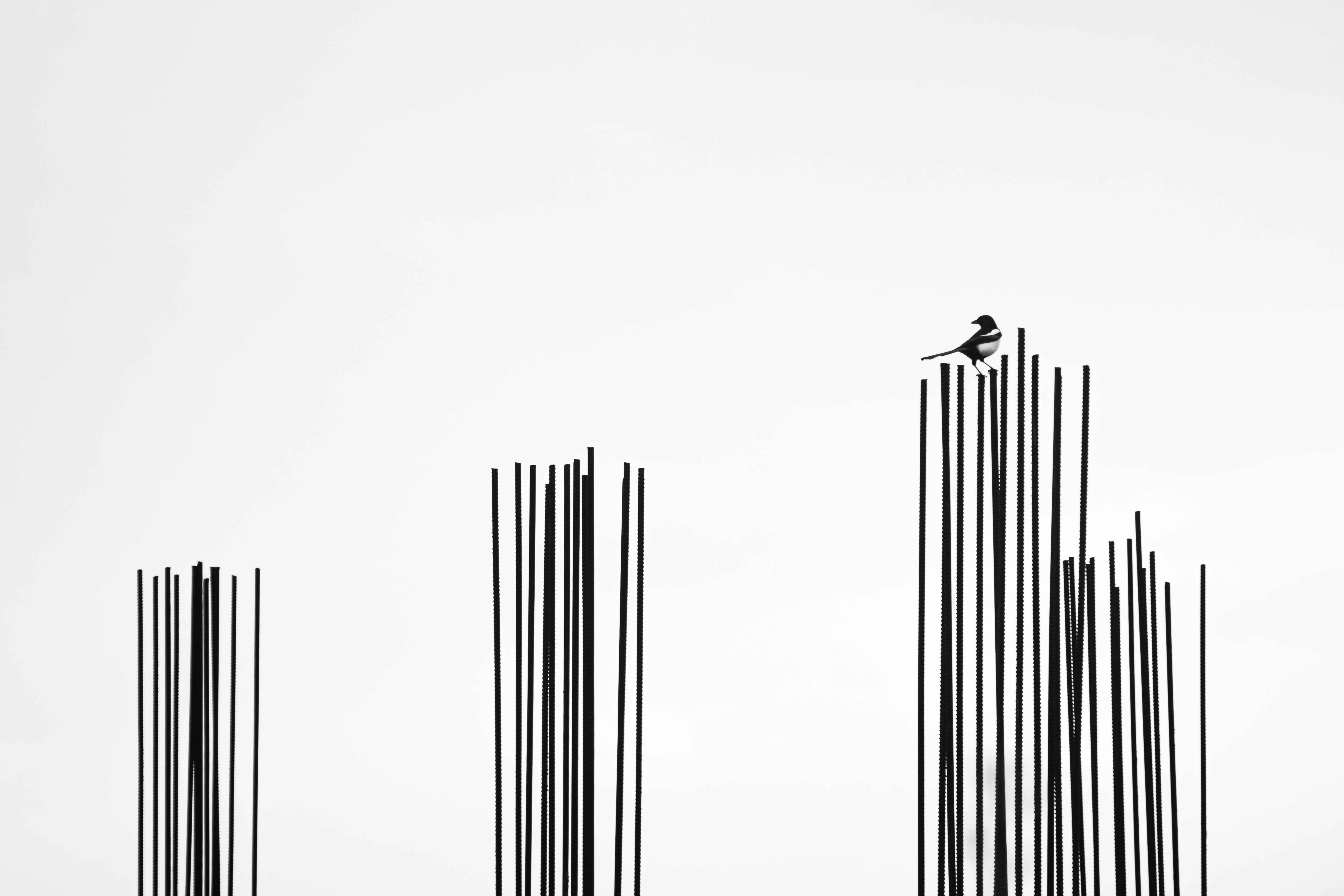 A bird