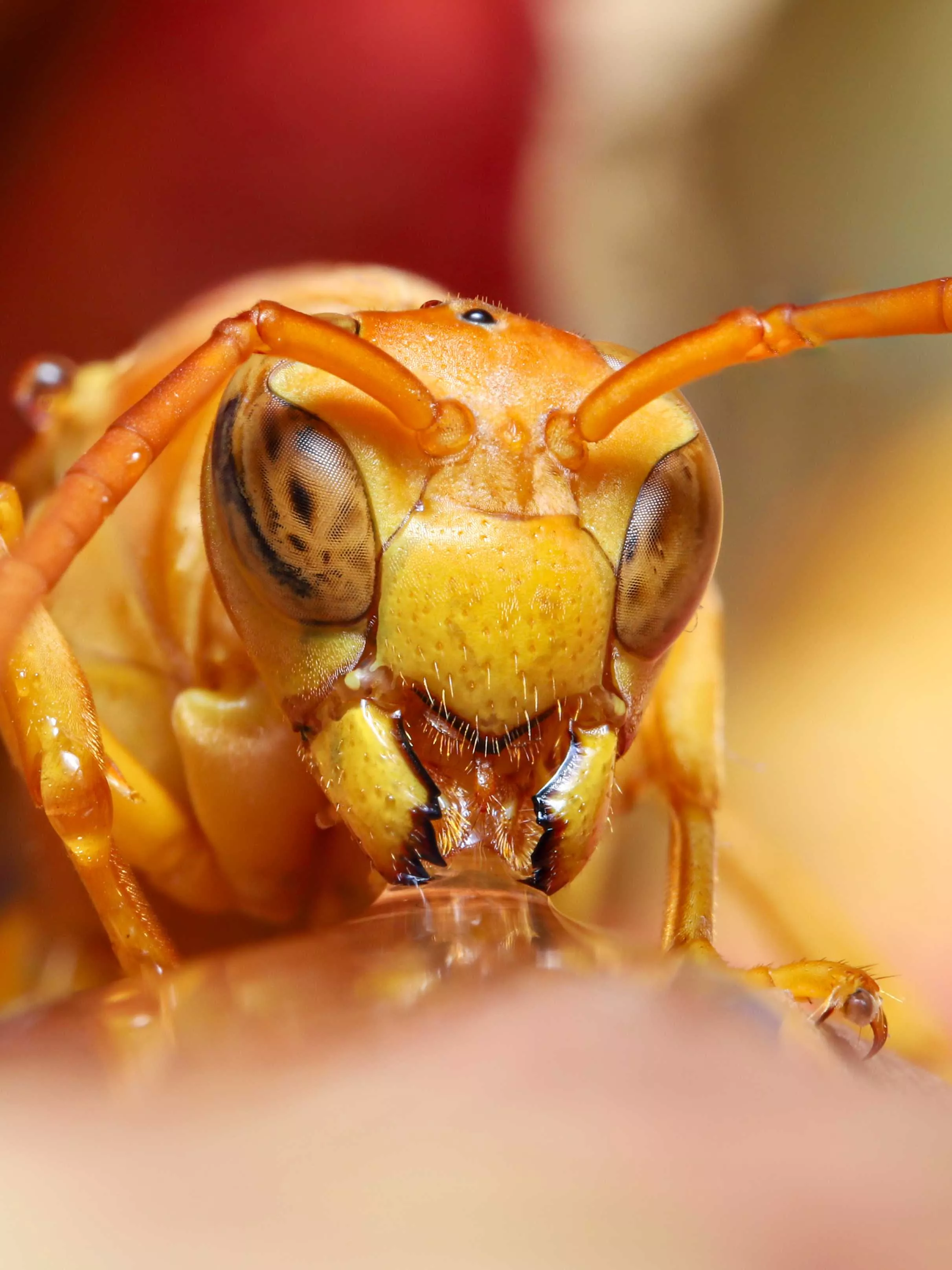 A wasp drinking water 