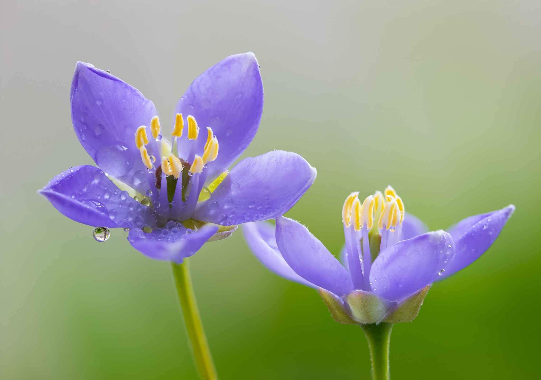 Flower and water drop 
