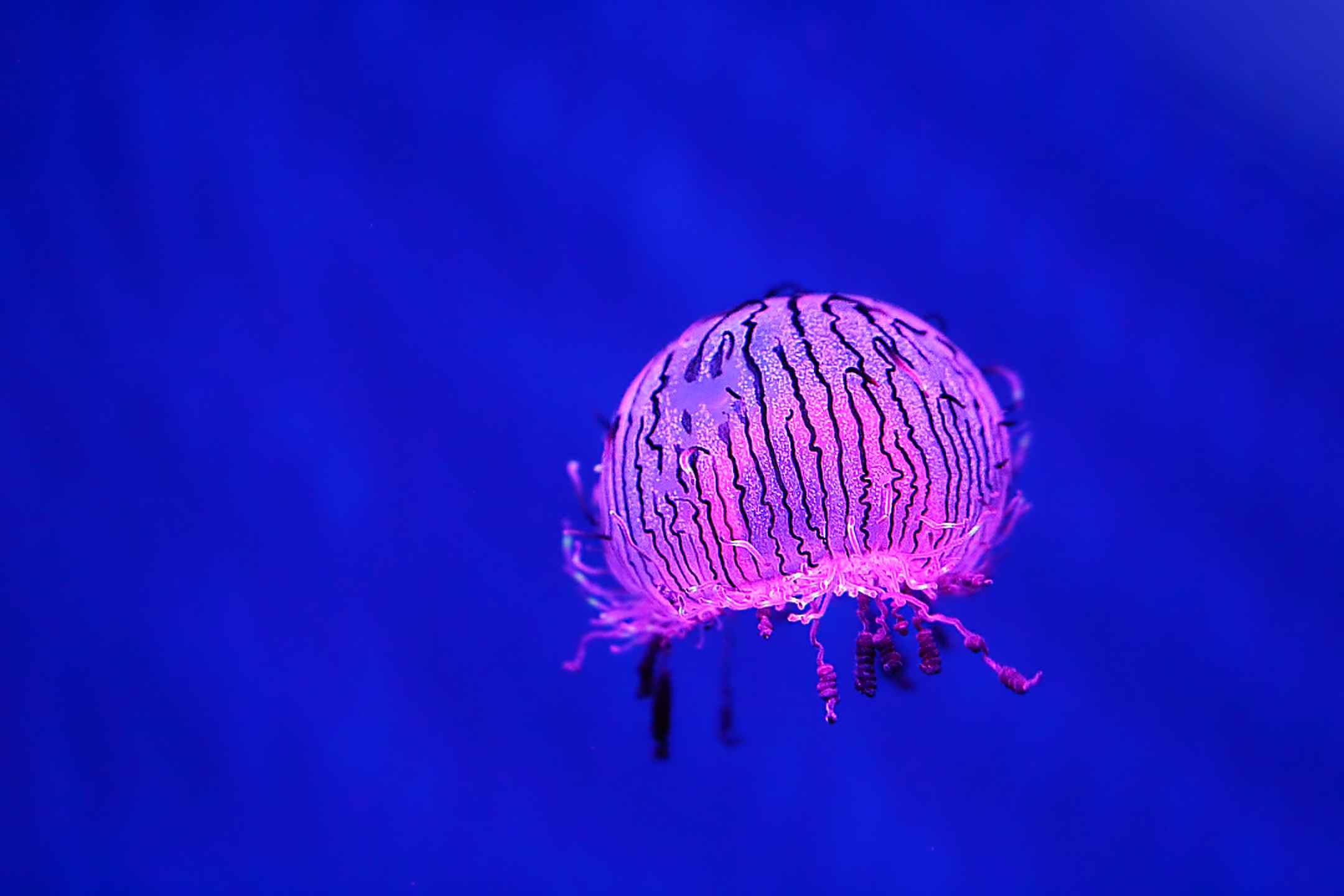 Flower-cap jellyfish