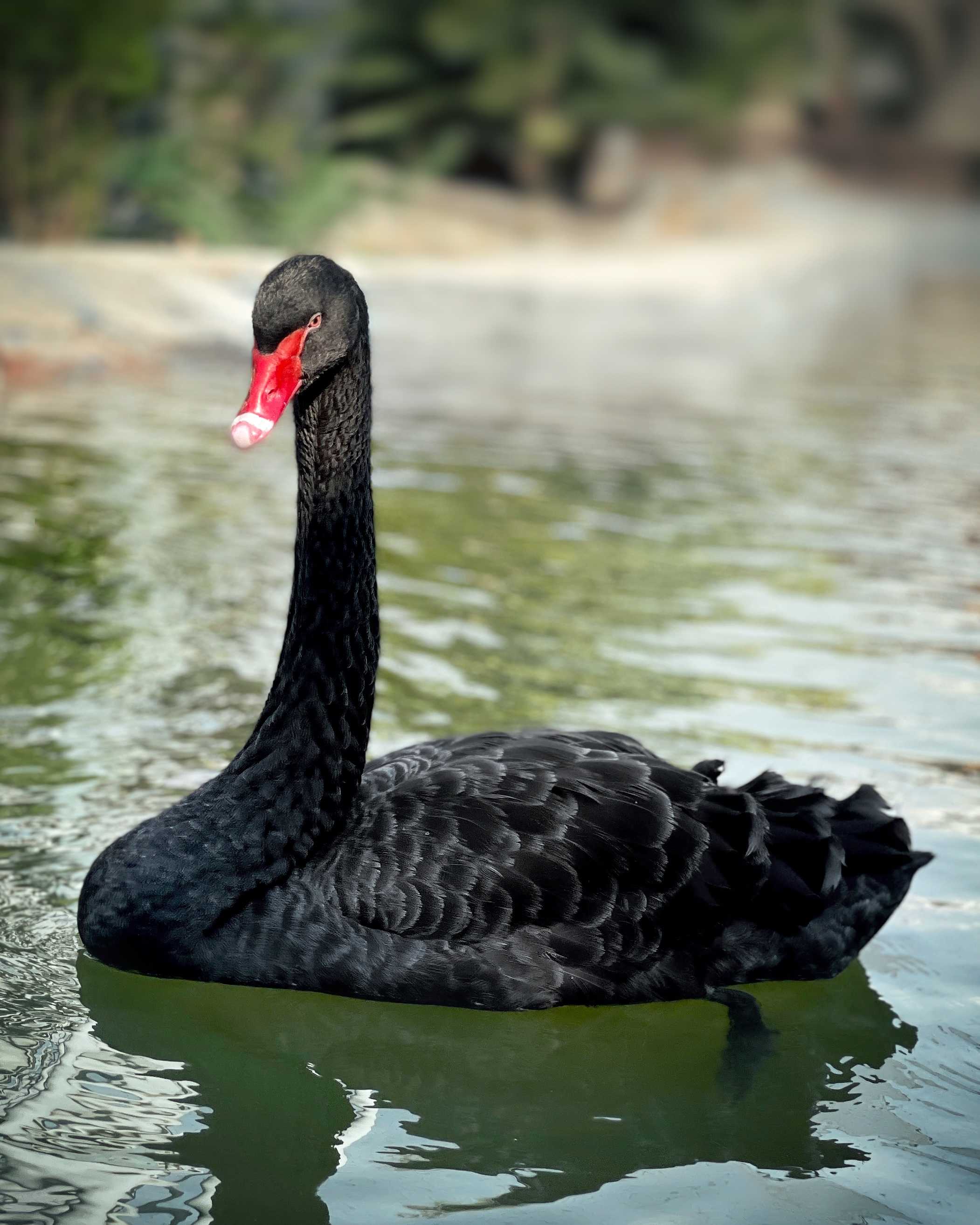 black swan