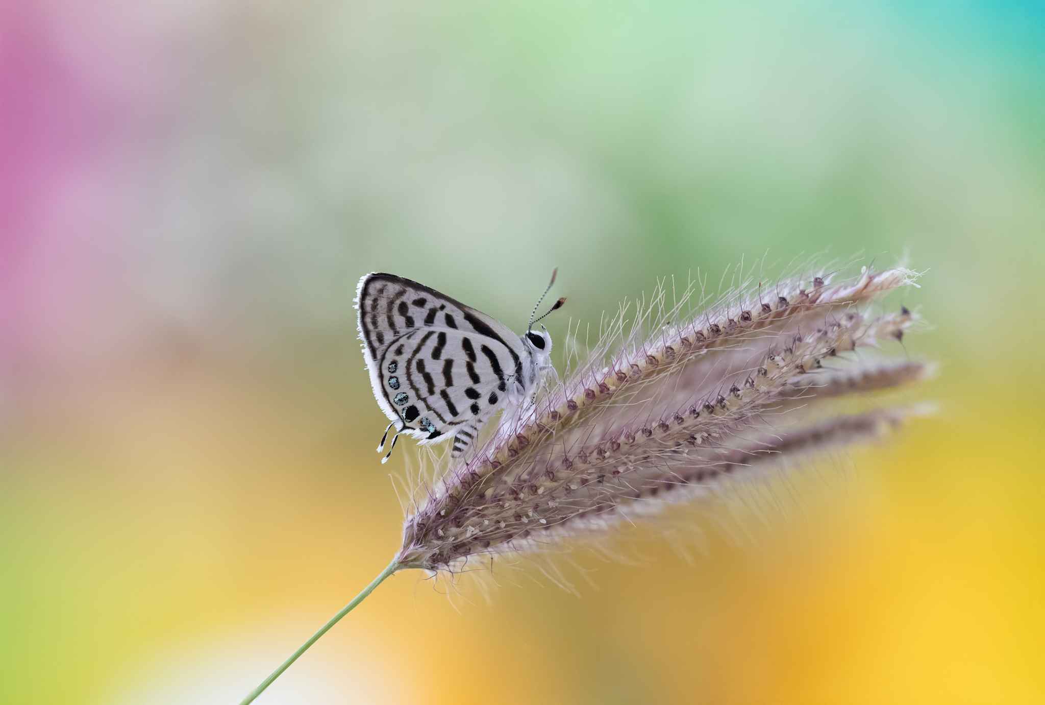 Butterfly macrography 