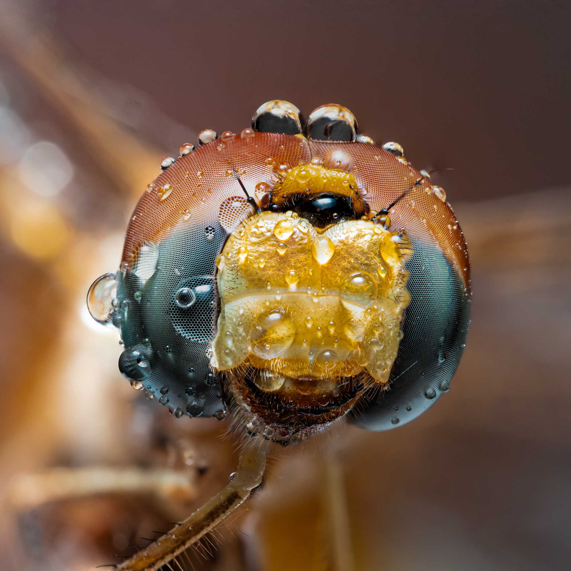 Dragonfly macrophotography 