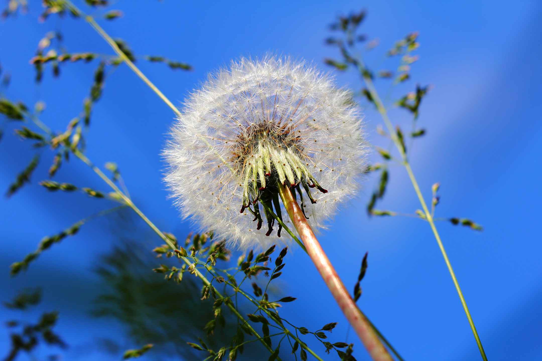 Common dandelion