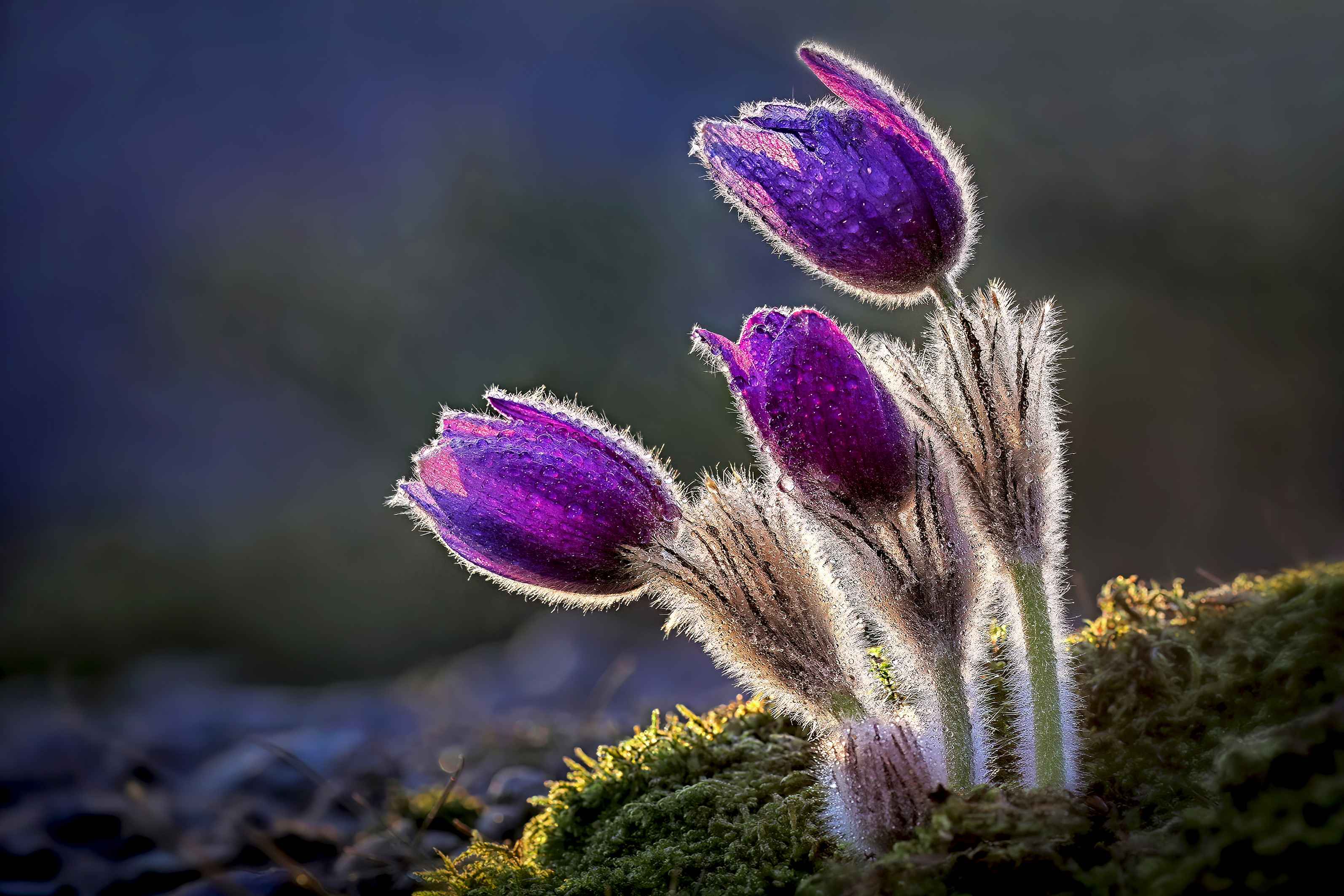 Pulsatilla - Trio