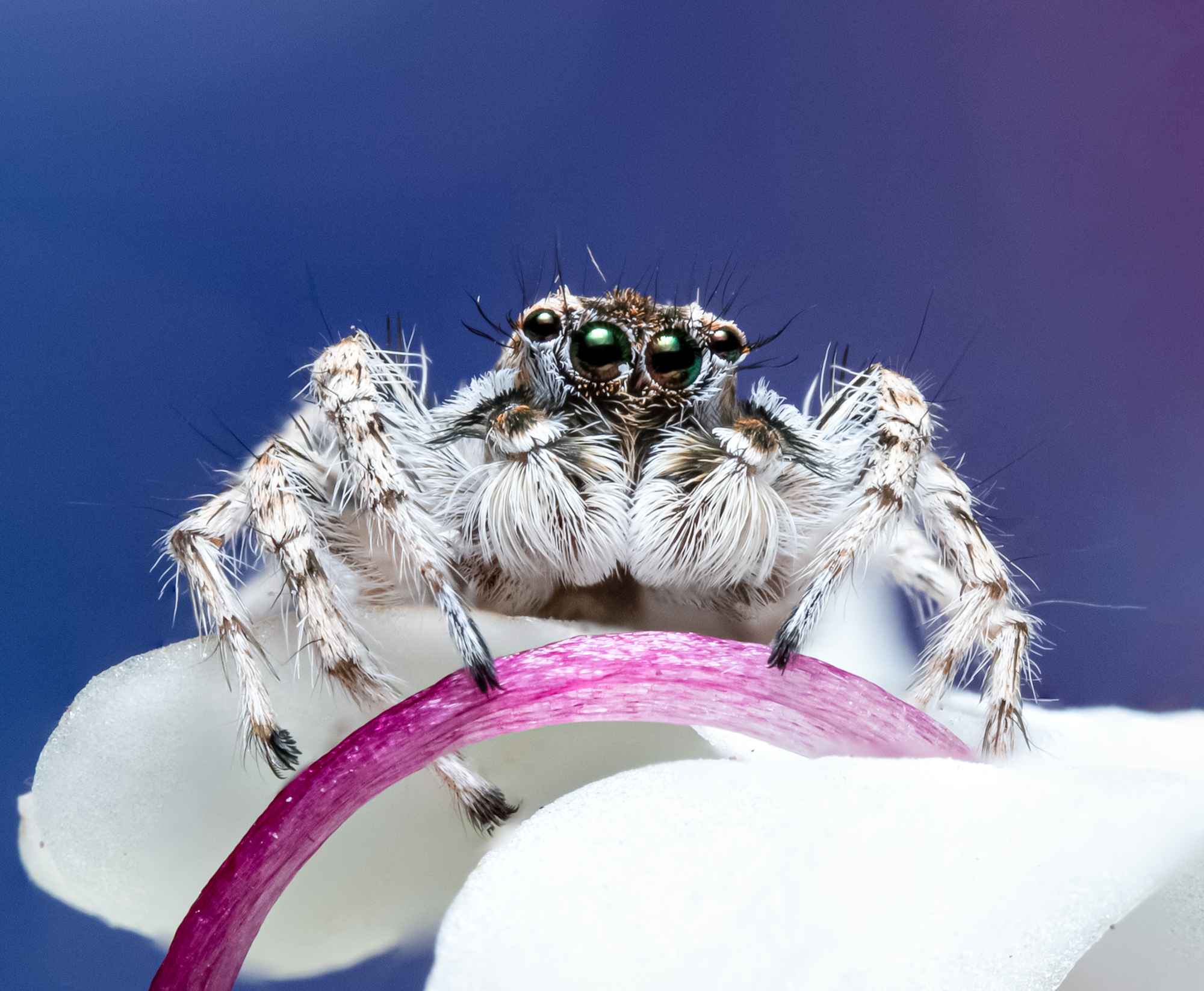 Jumping spider super macrography 