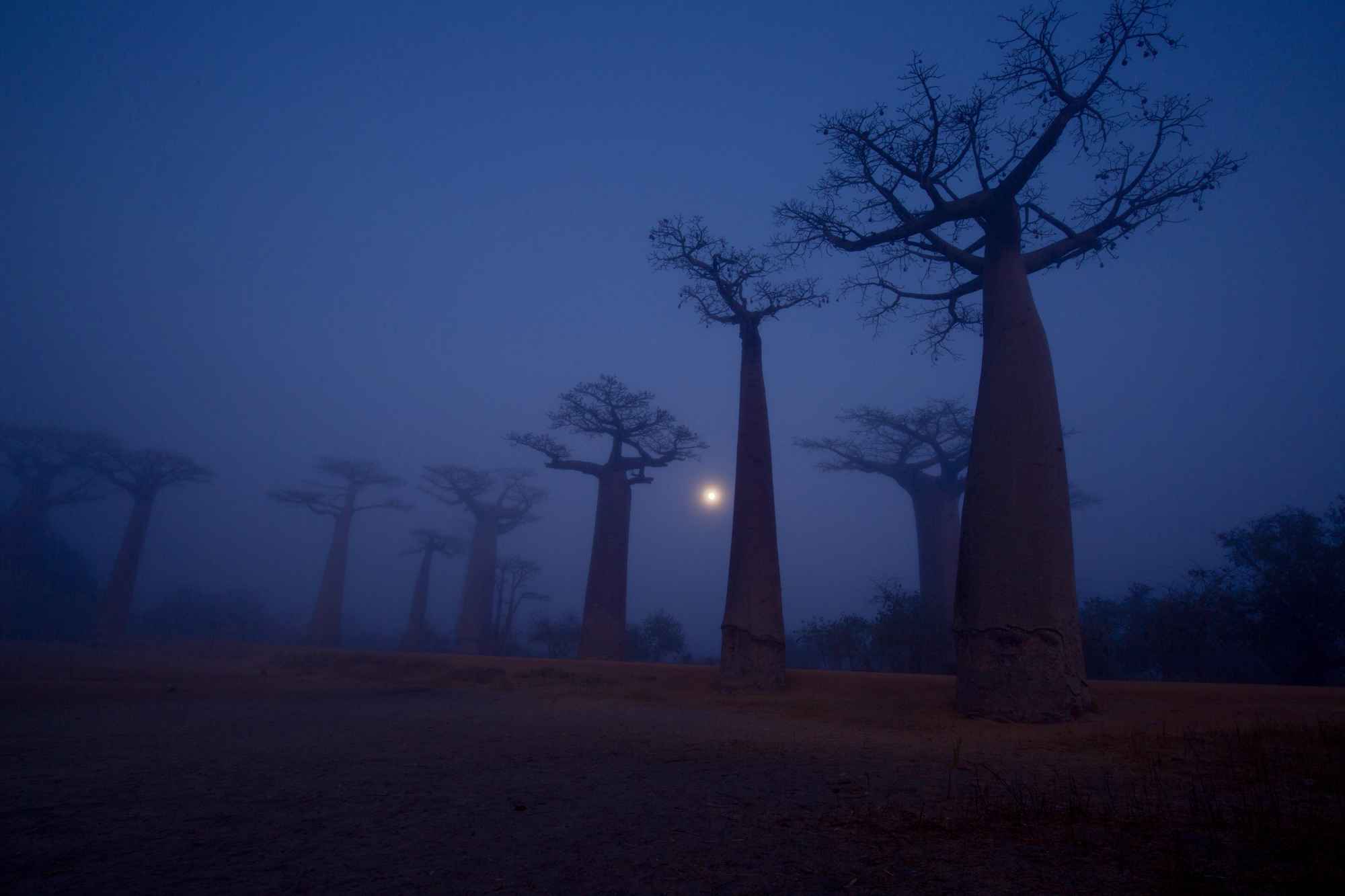 Baobabs in the fog