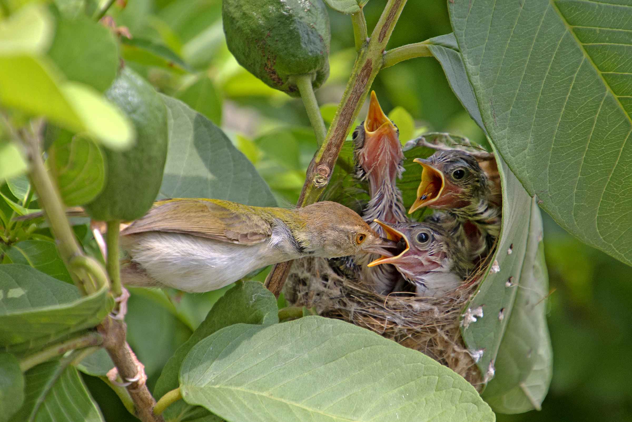 MOTHER'S CARE 