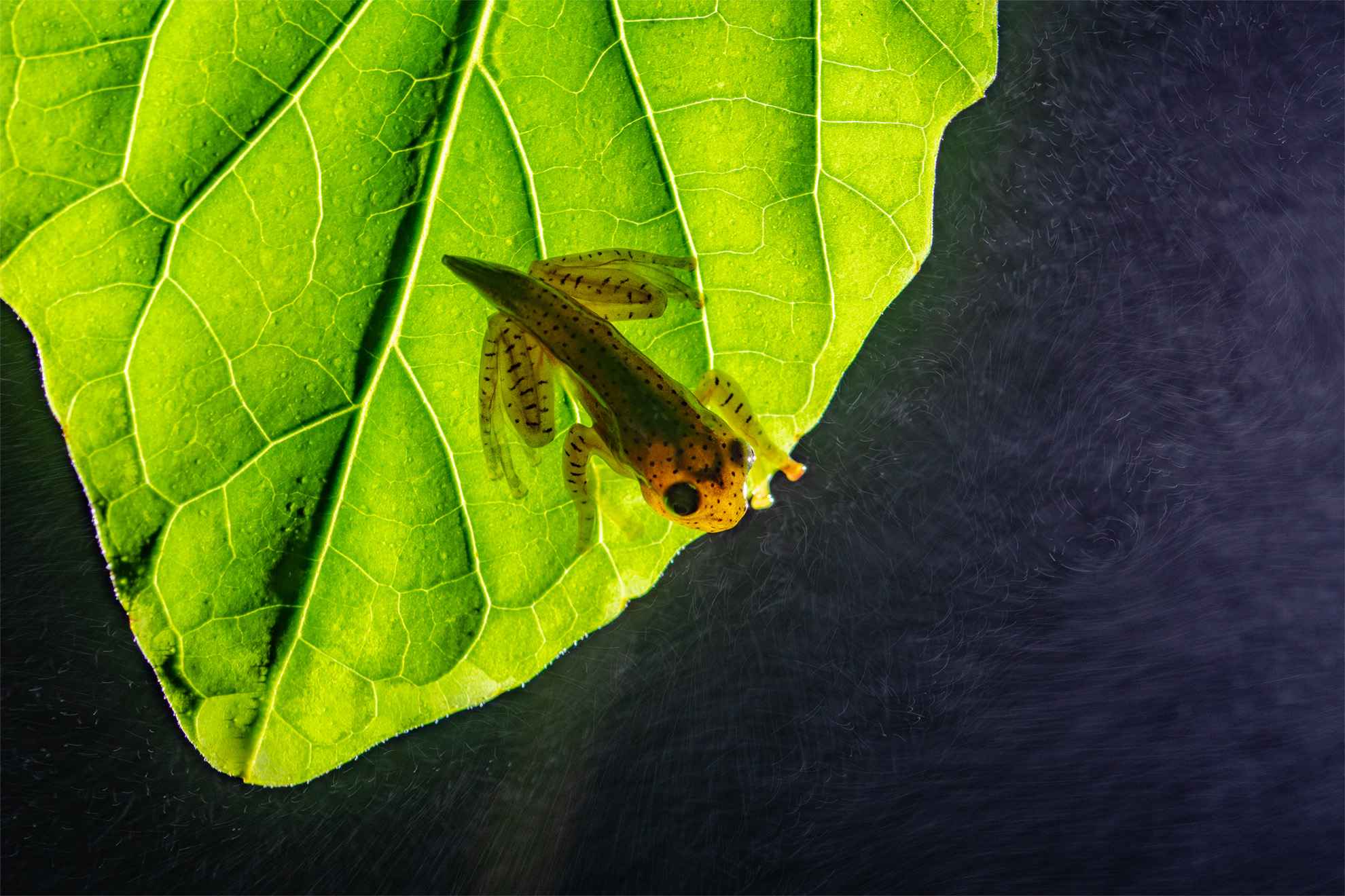 Gliding frog froglet 