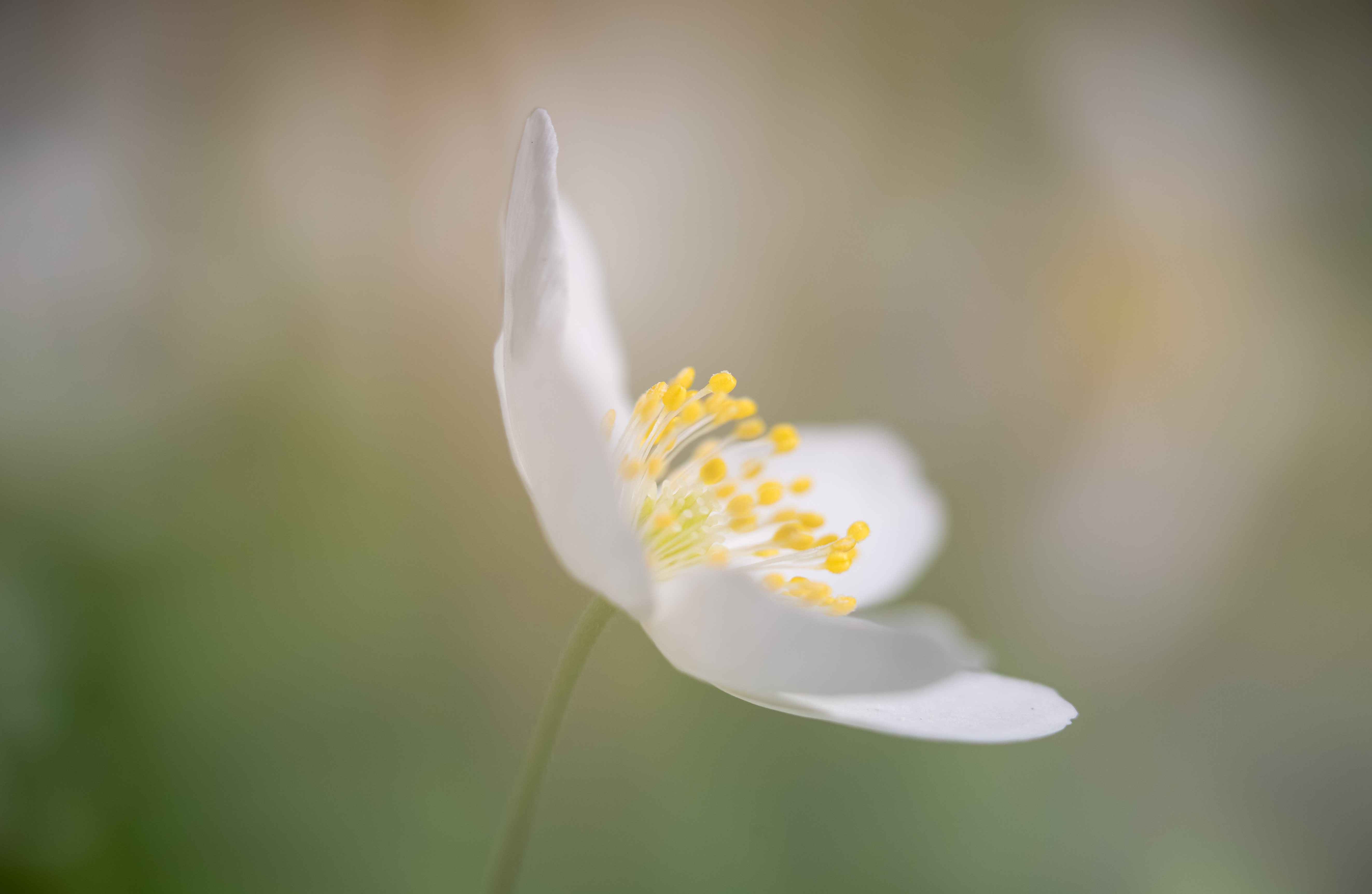 Wood anemone