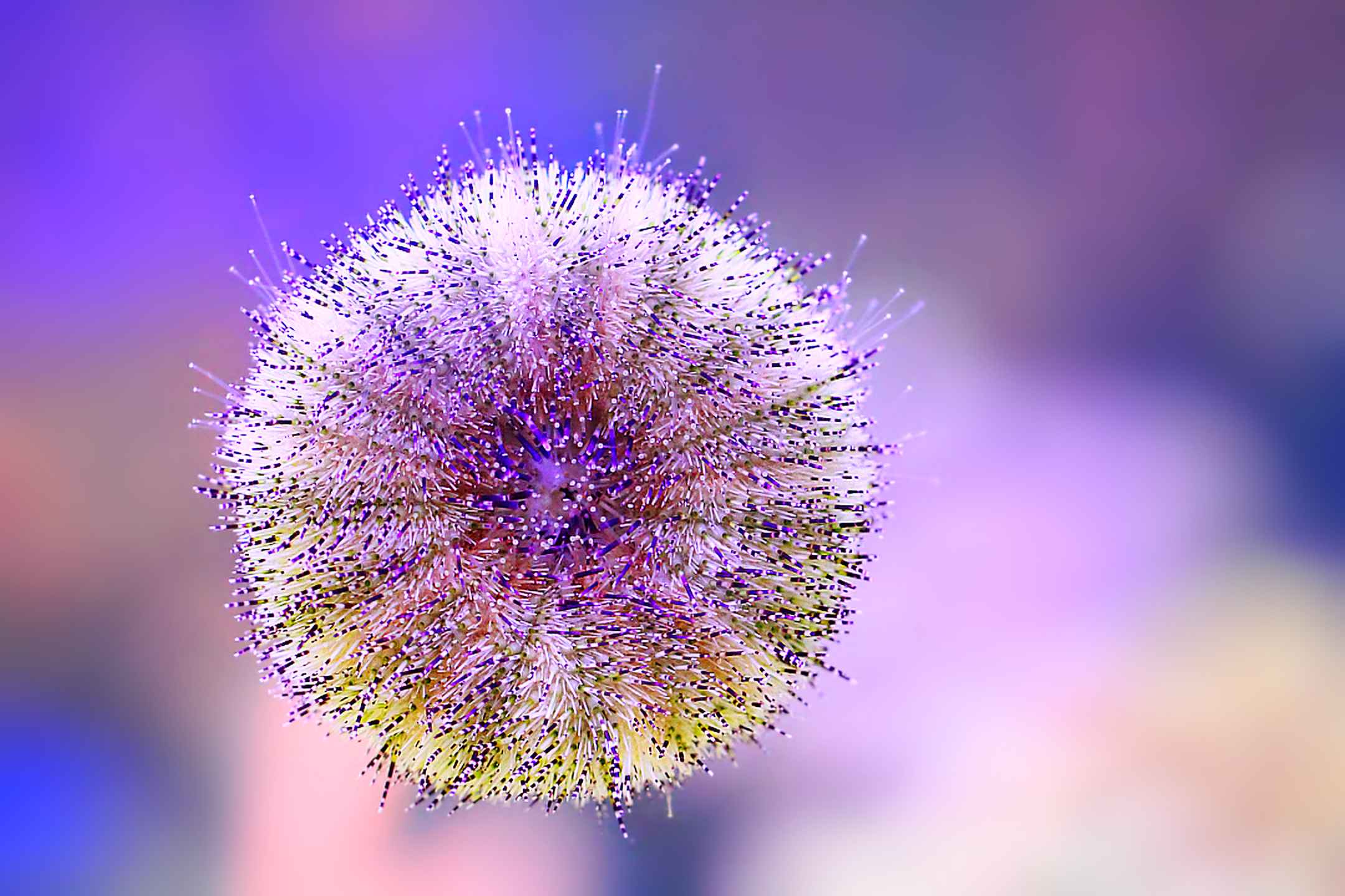 Sea urchin, Strongylocentrotus