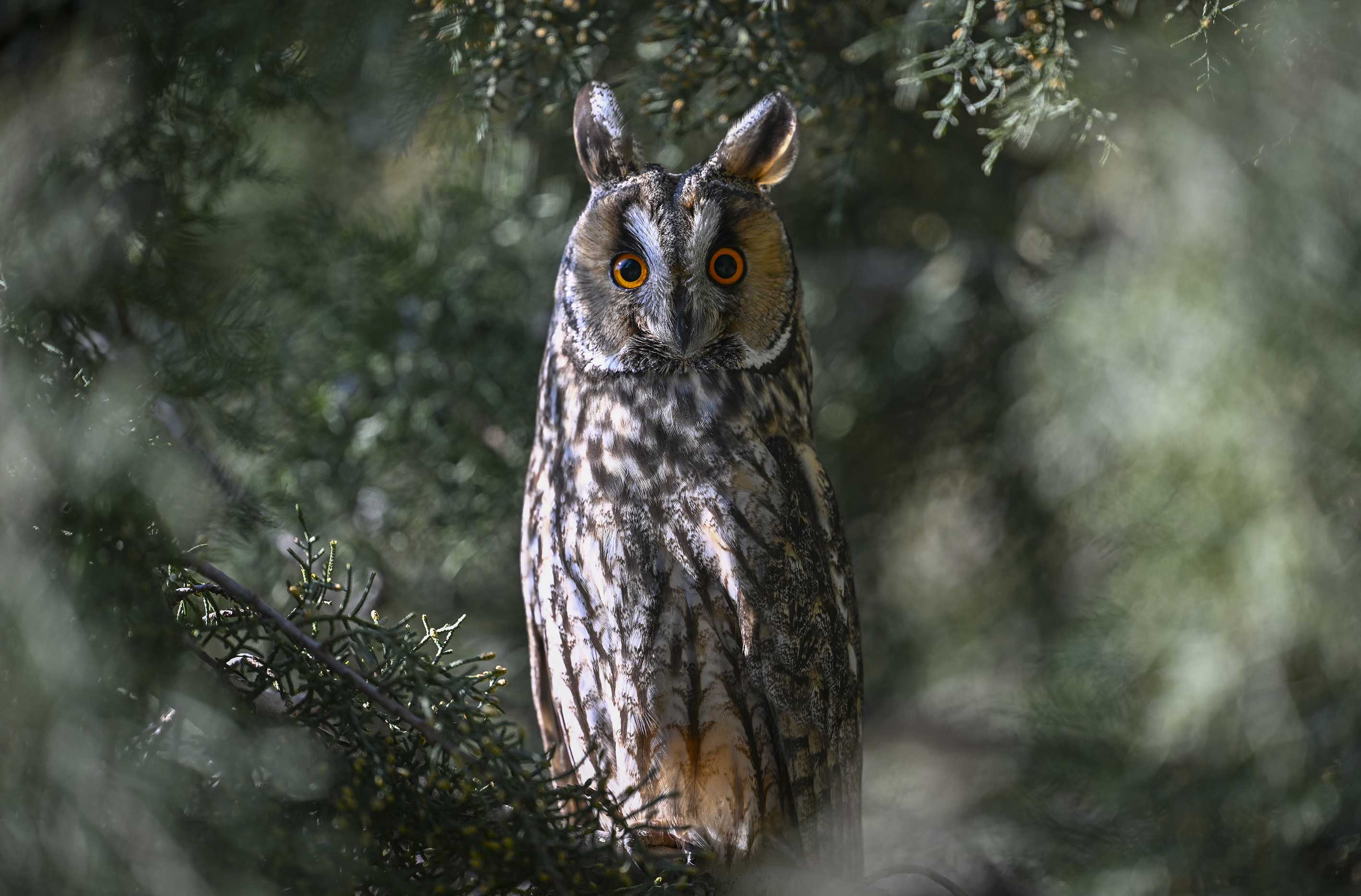 Eared forest owl