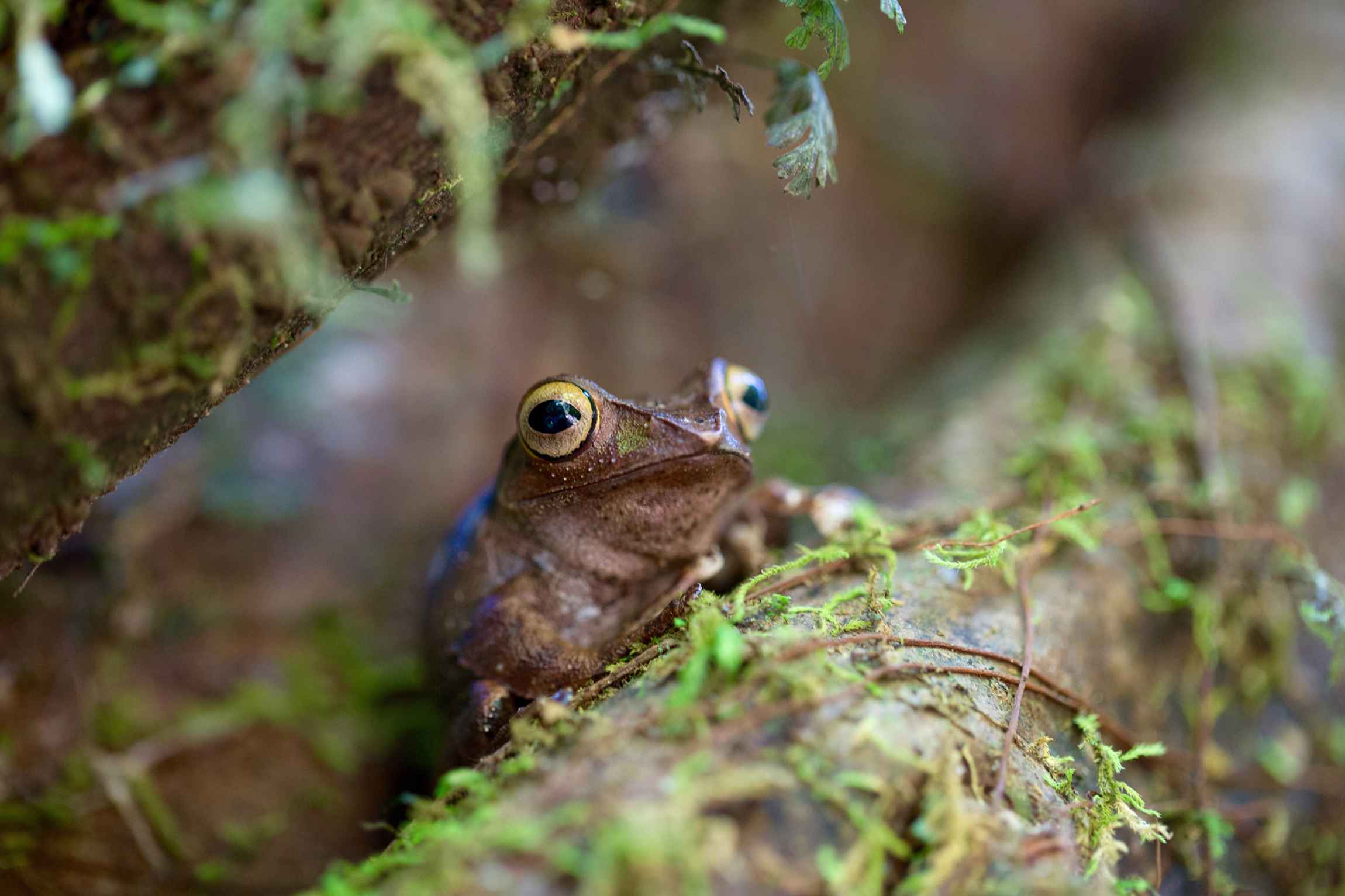 Boophis madagascariensis frog