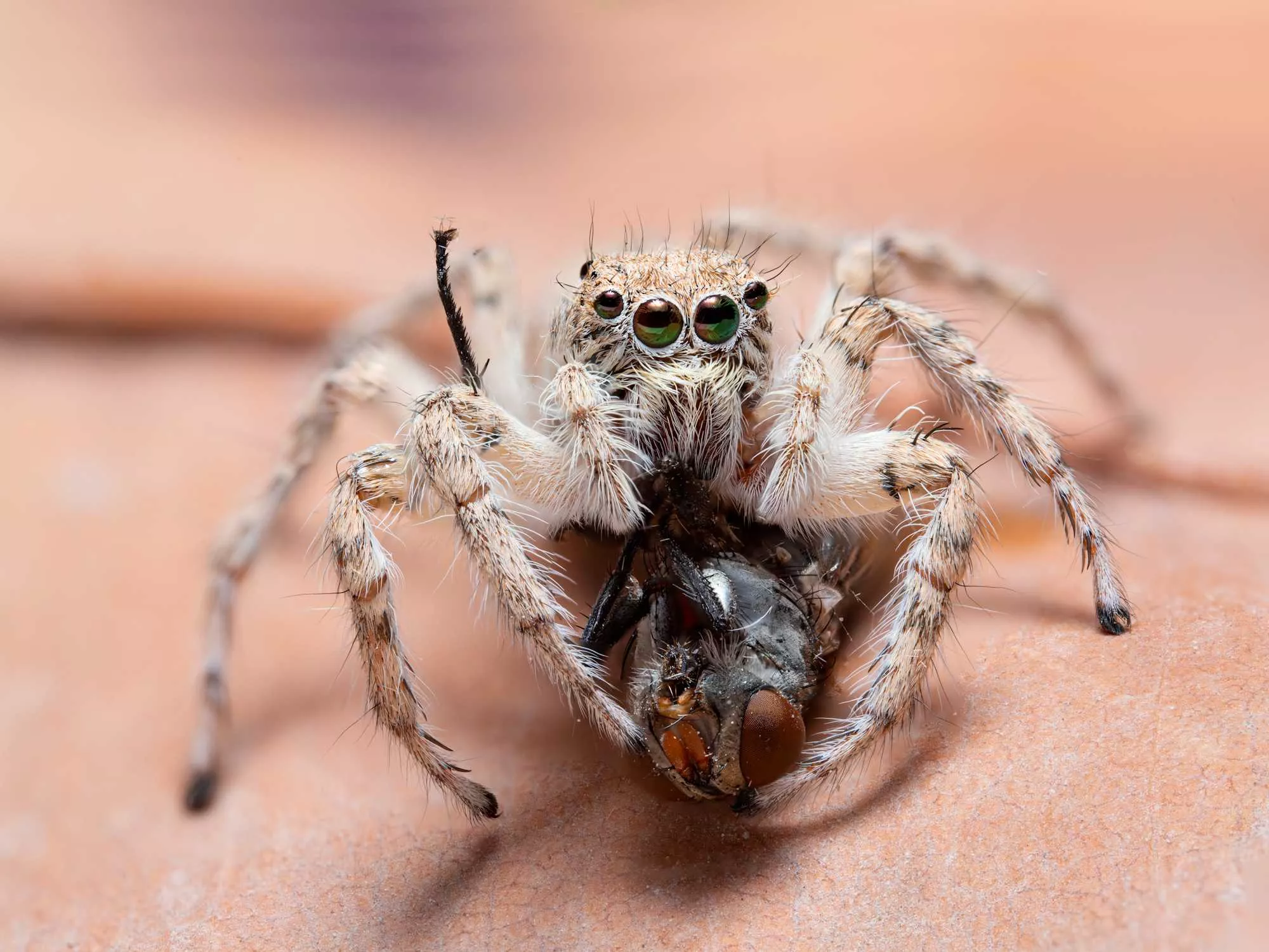 Jumping spider and it's hunt in super macrography 