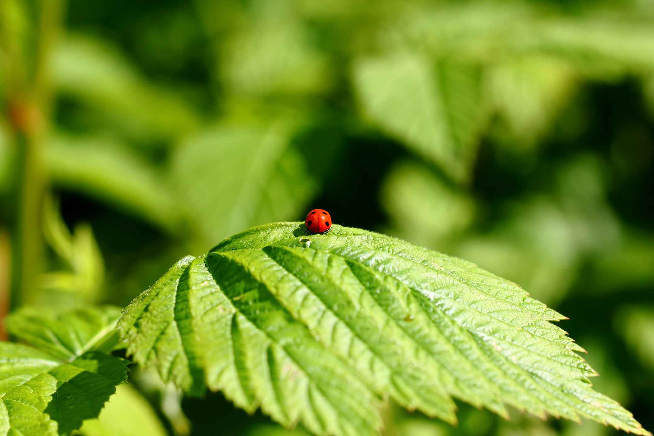 Seven-spotted ladybug