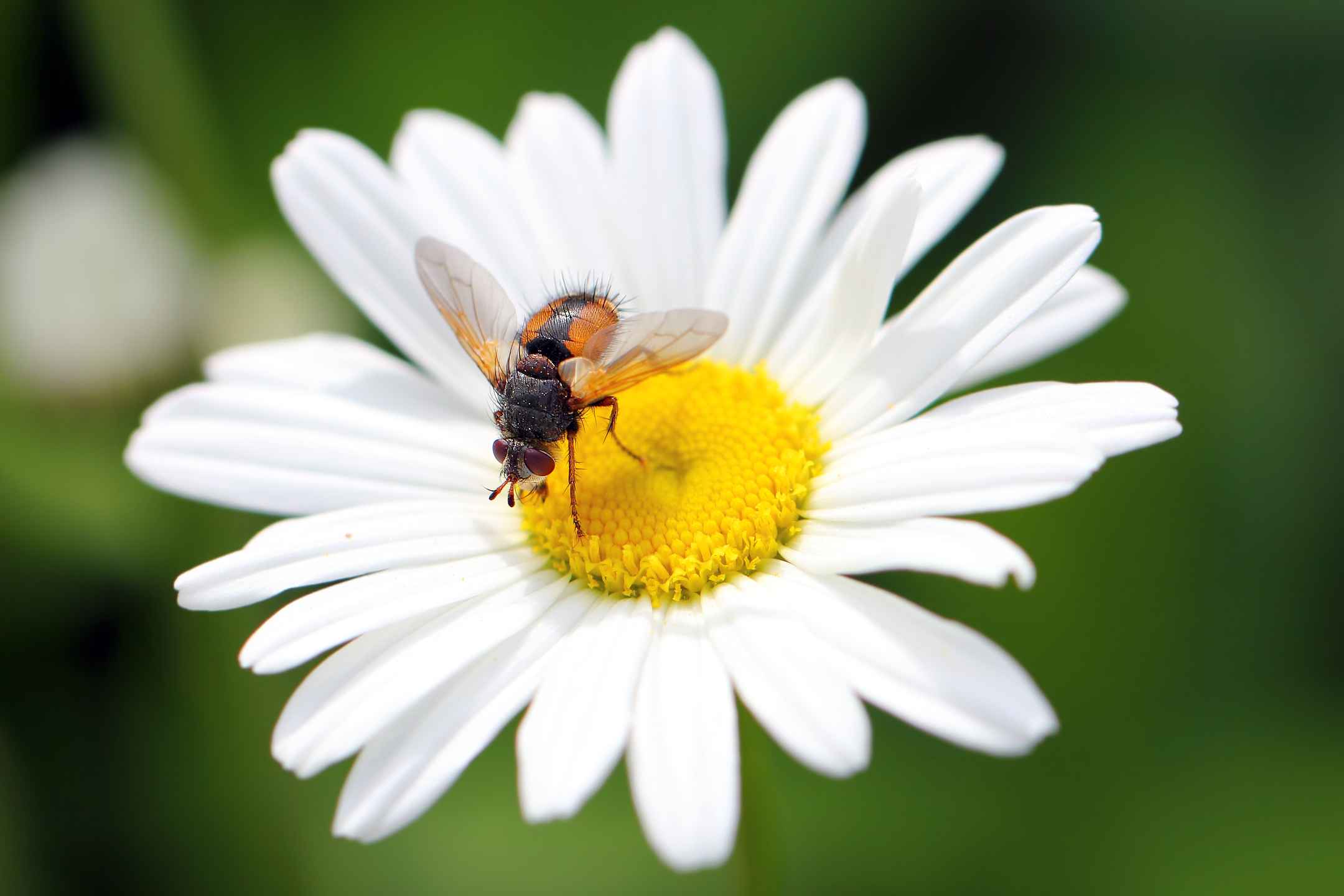 Short-whiskered fly