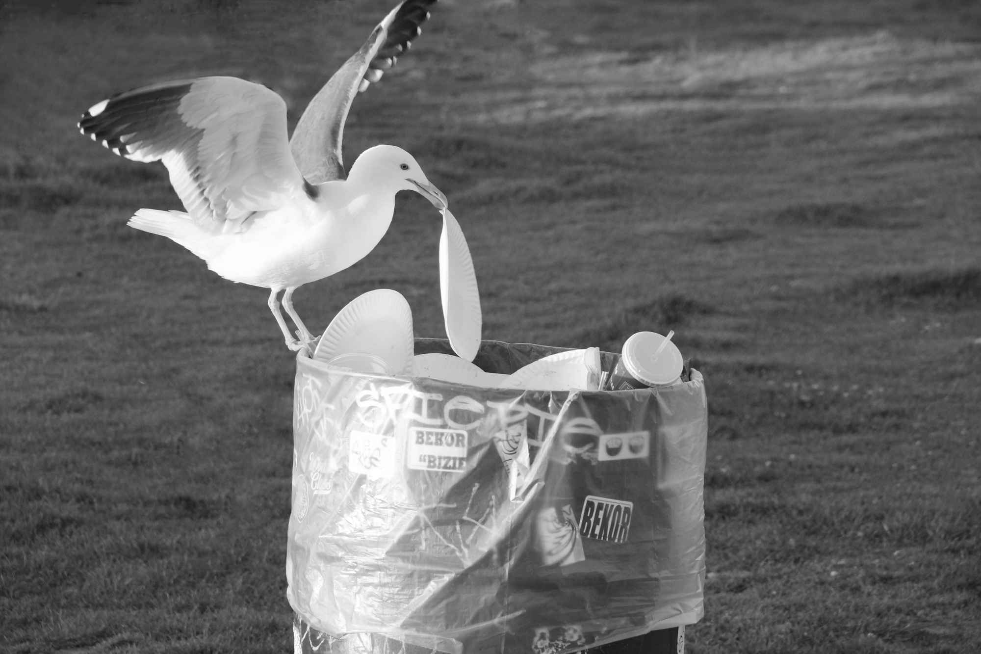 Seagull struggle