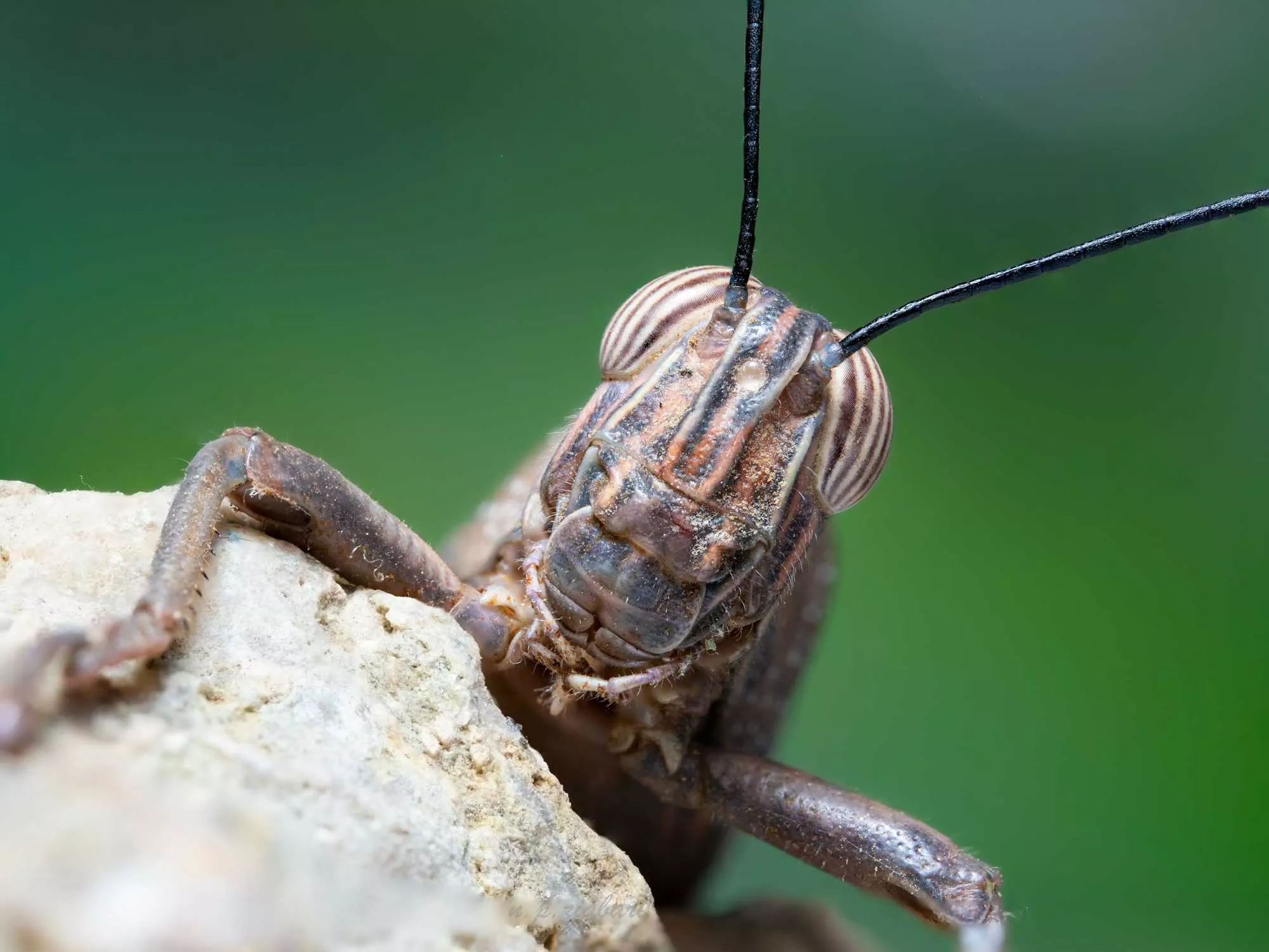 Grasshopper macrography 